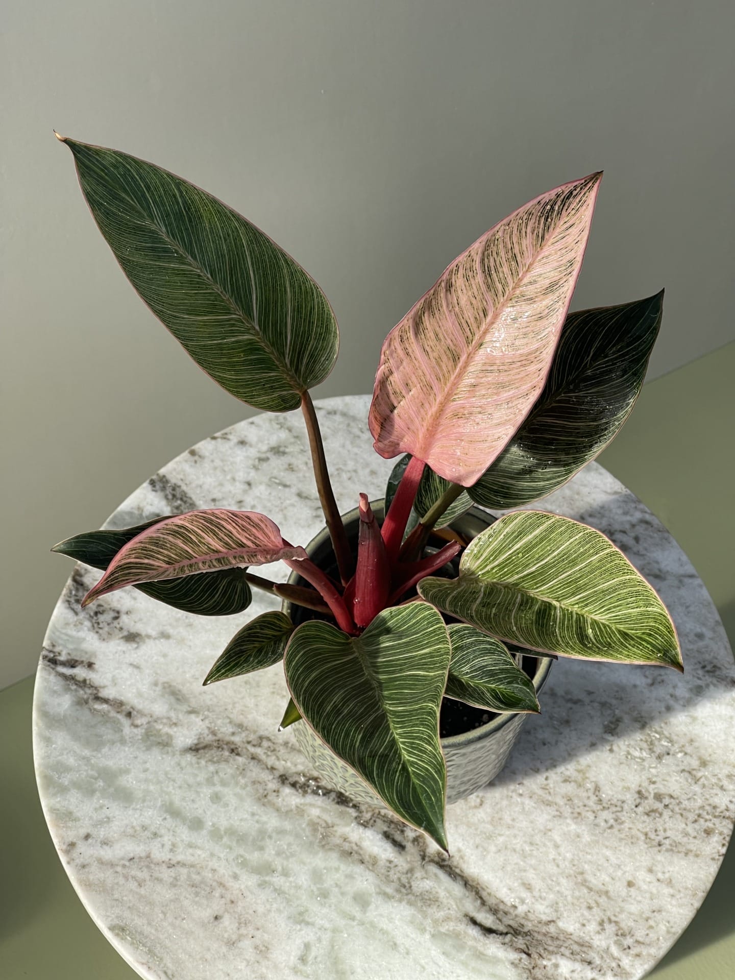 Philodendron Pink Bikini