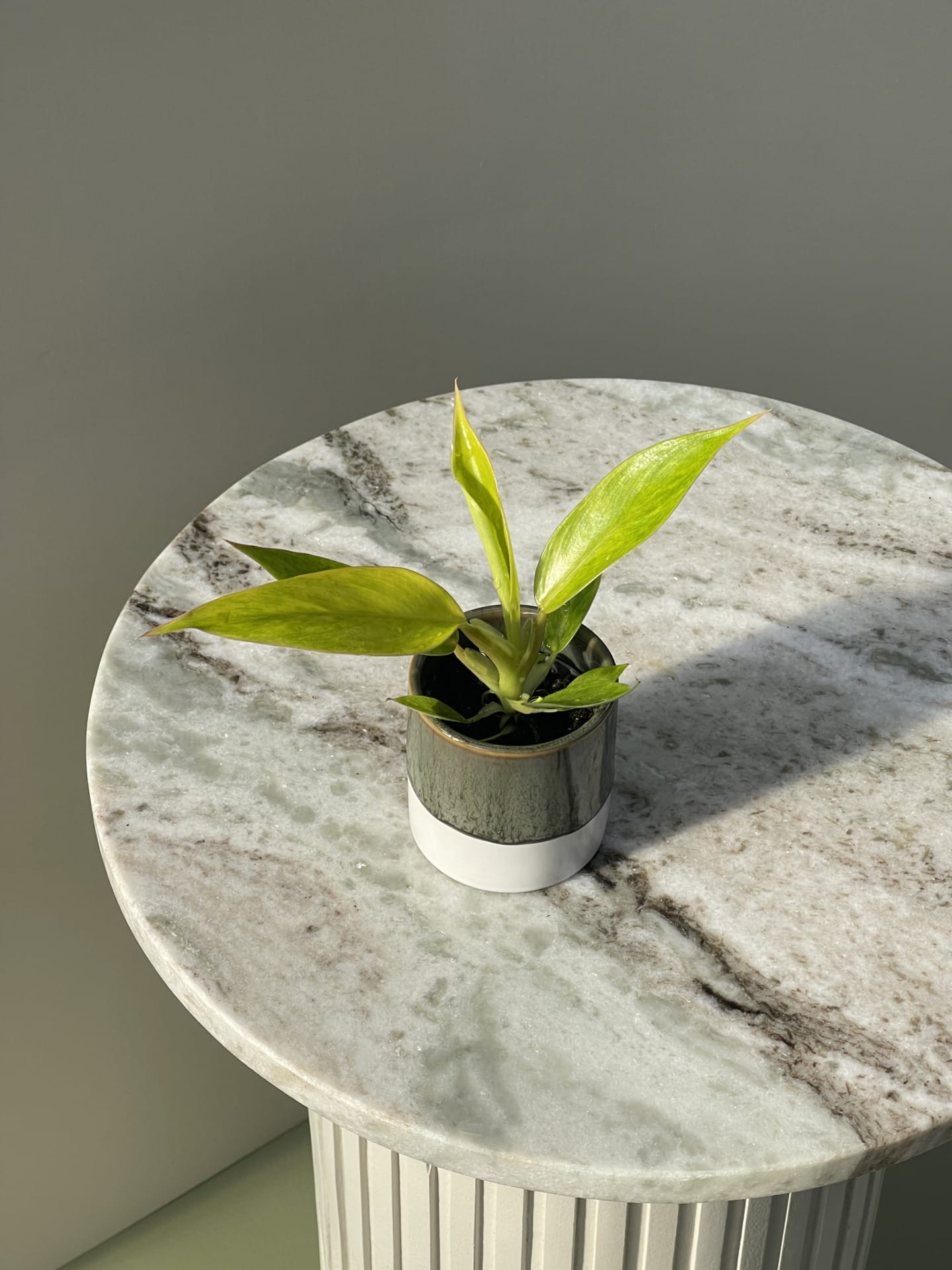 Philodendron Calkins Gold House of Botanique