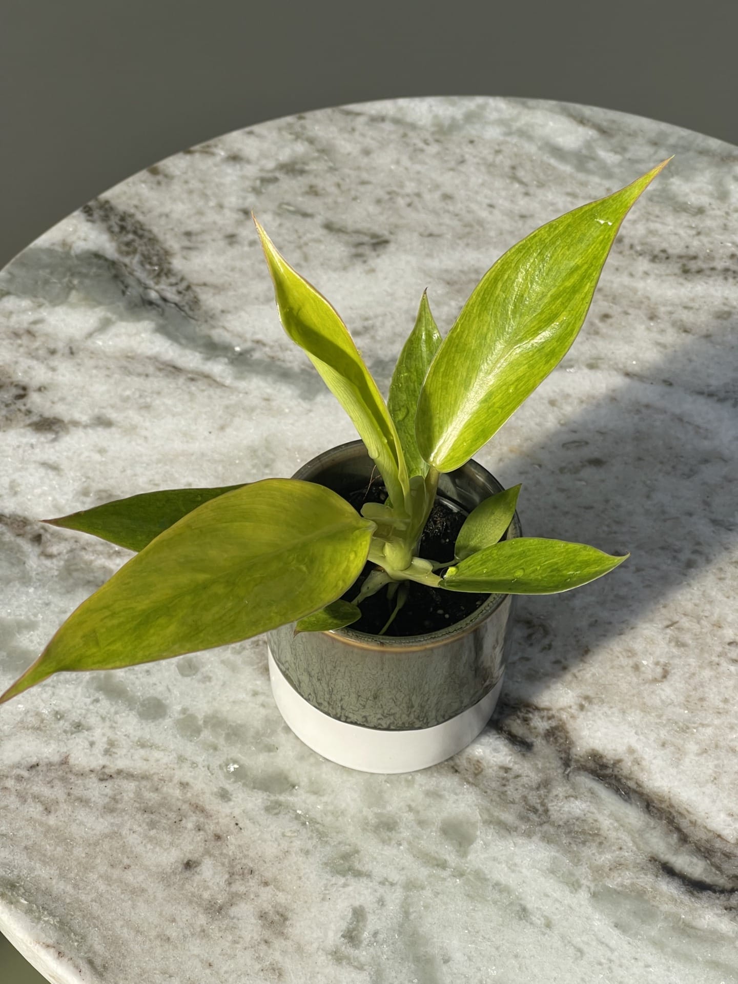 Philodendron Calkins Gold House of Botanique