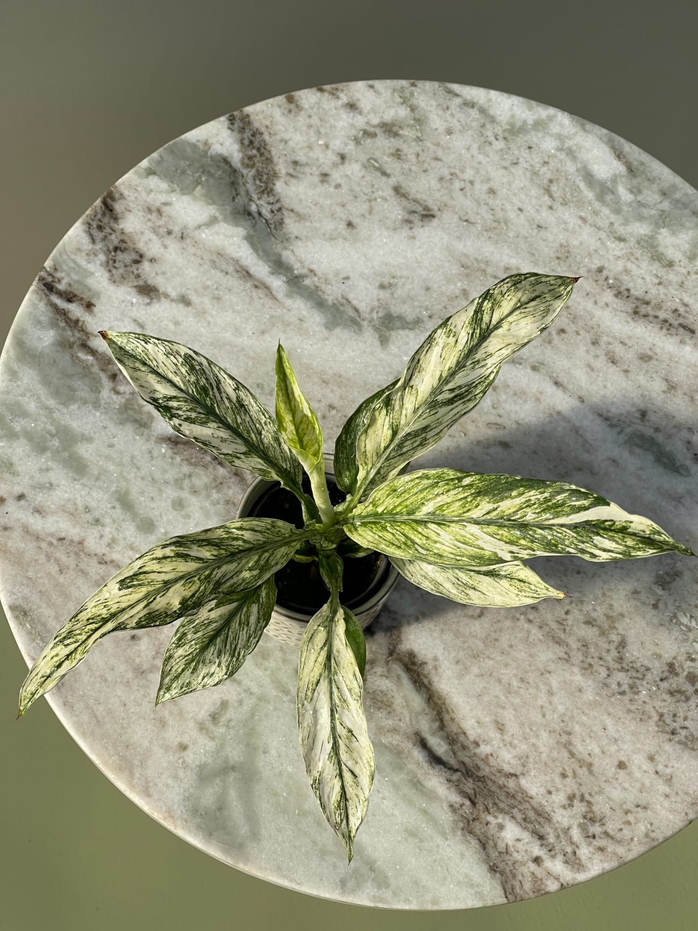 Spathiphyllum Kochii Variegata