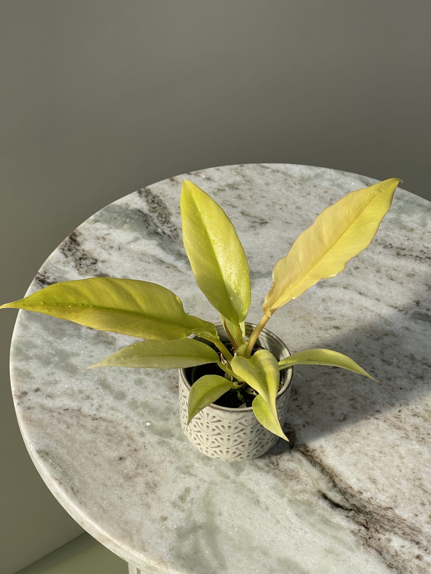 Philodendron Gergaji Golden Saw House of Botanique