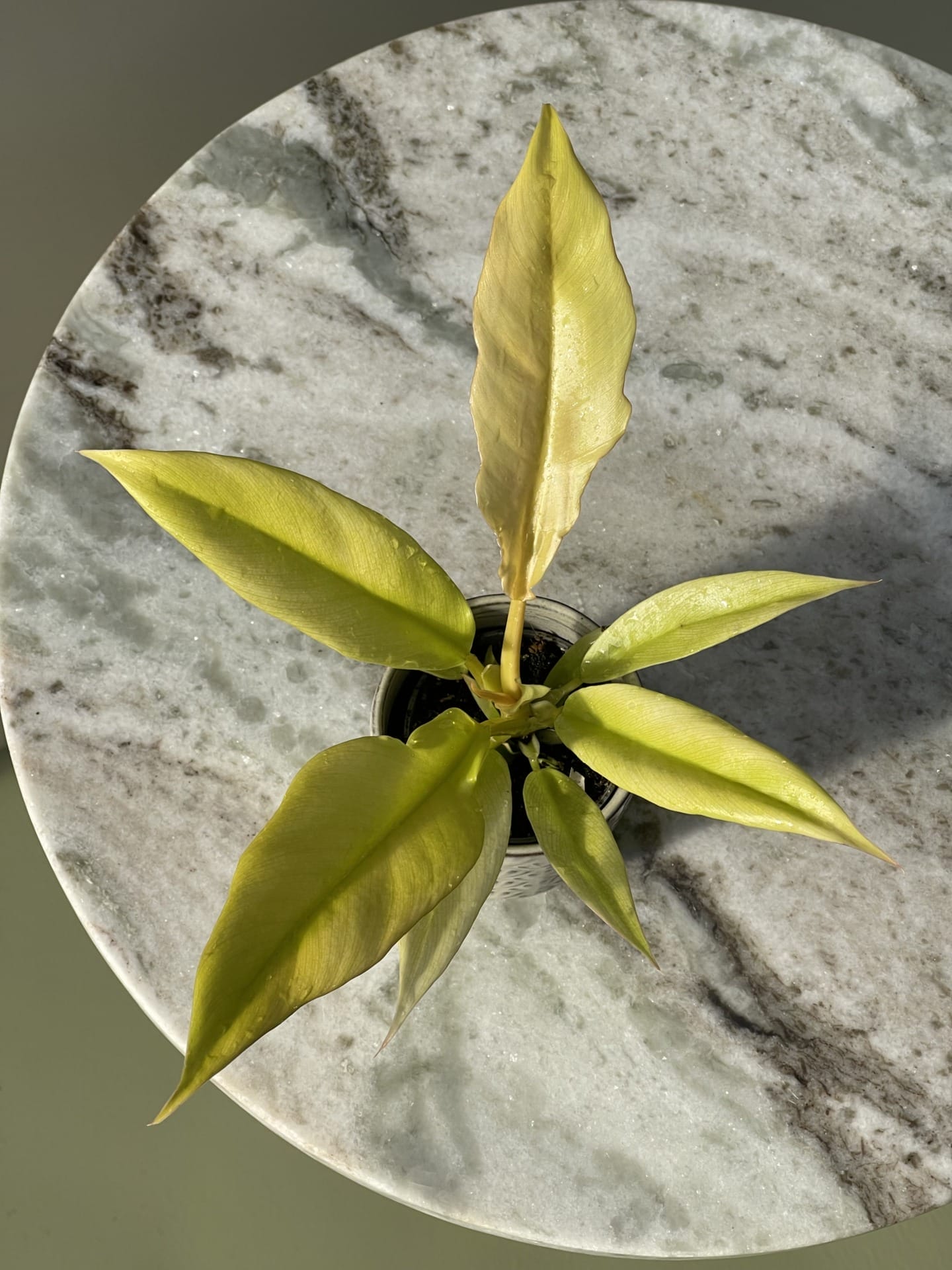 Philodendron Gergaji Golden Saw House of Botanique