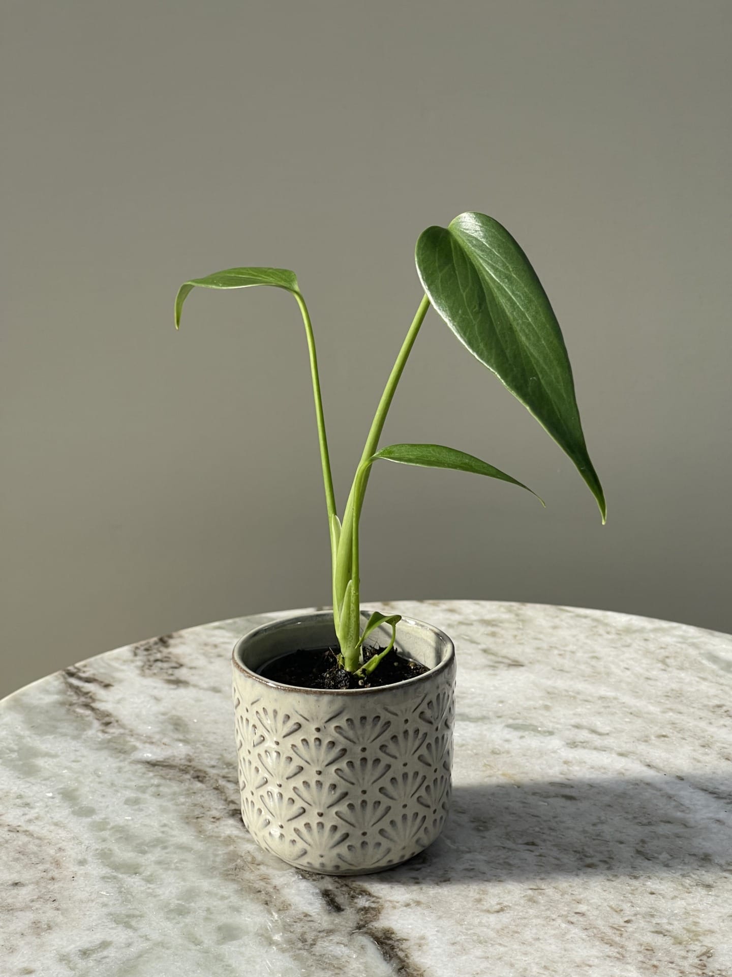 Monstera Burle Marx Flame House of Botanique