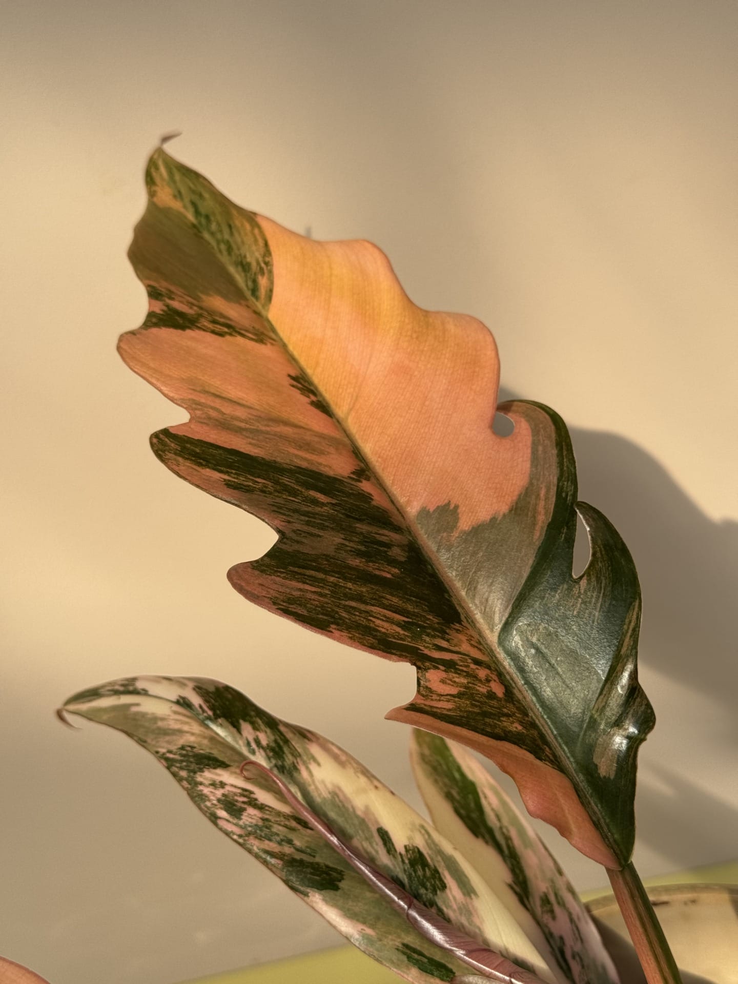 Philodendron Caramel Marble