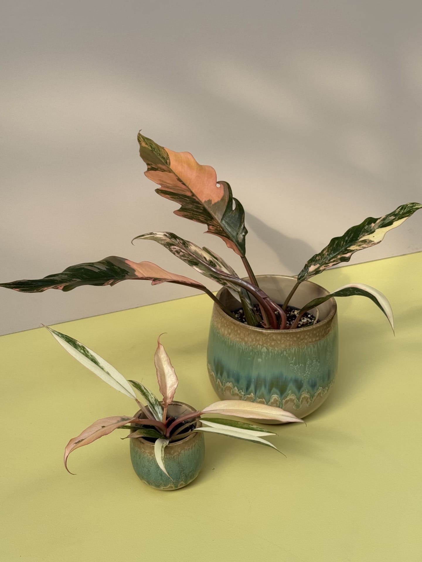 Philodendron Caramel Marble