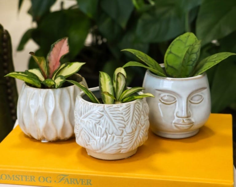 Hoya plants in living room