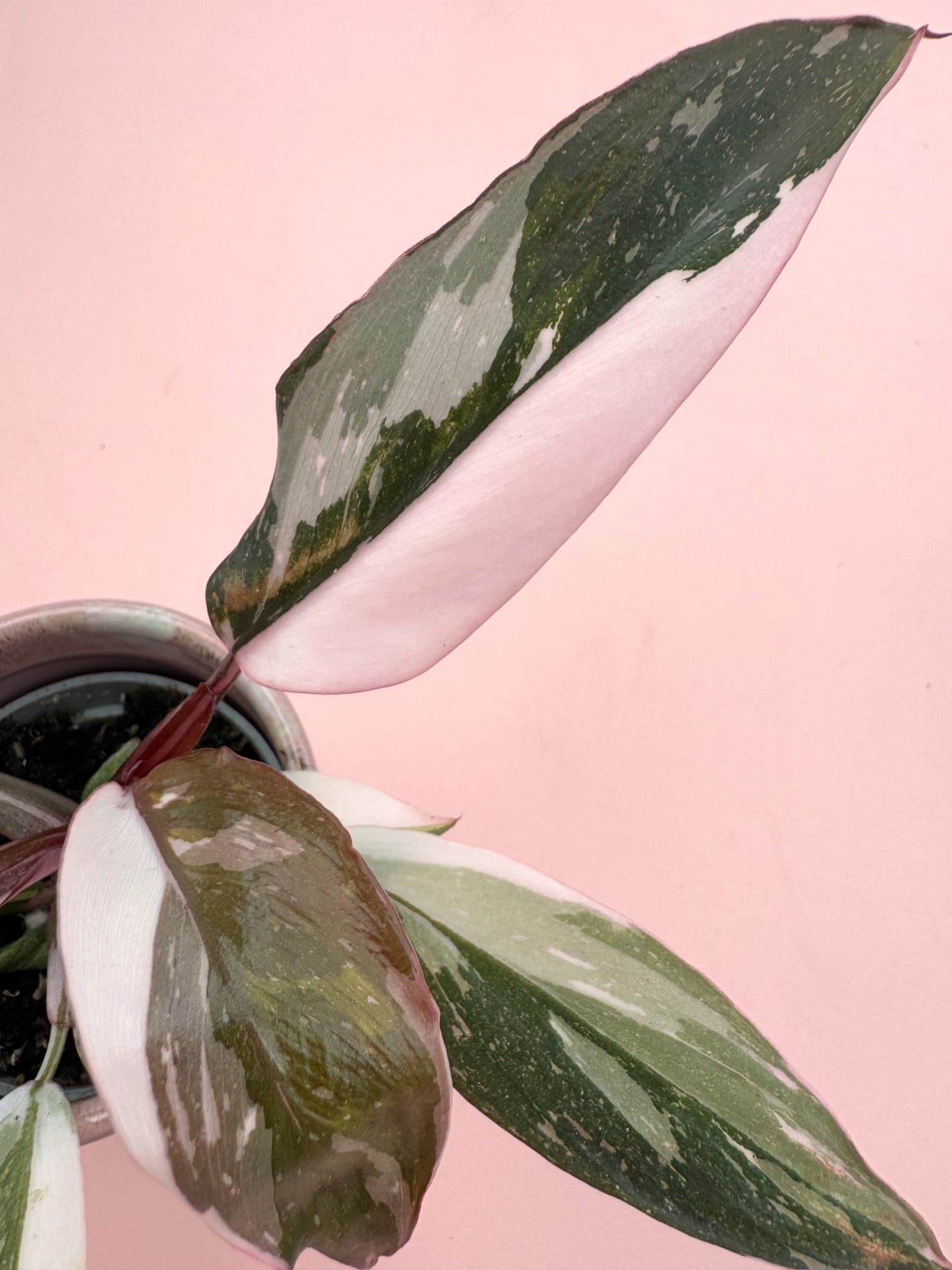 Philodendron Red Anderson House of Botanique