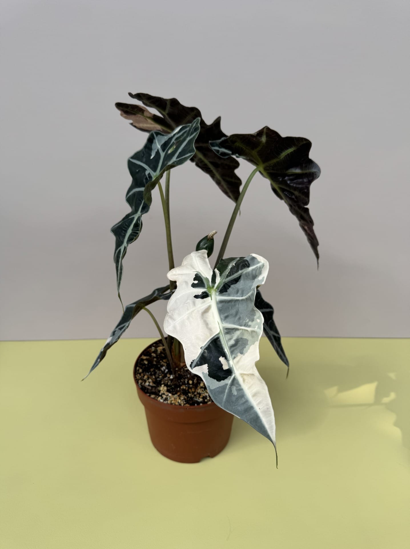 Alocasia Amazonica Dwarf Albo Variegata