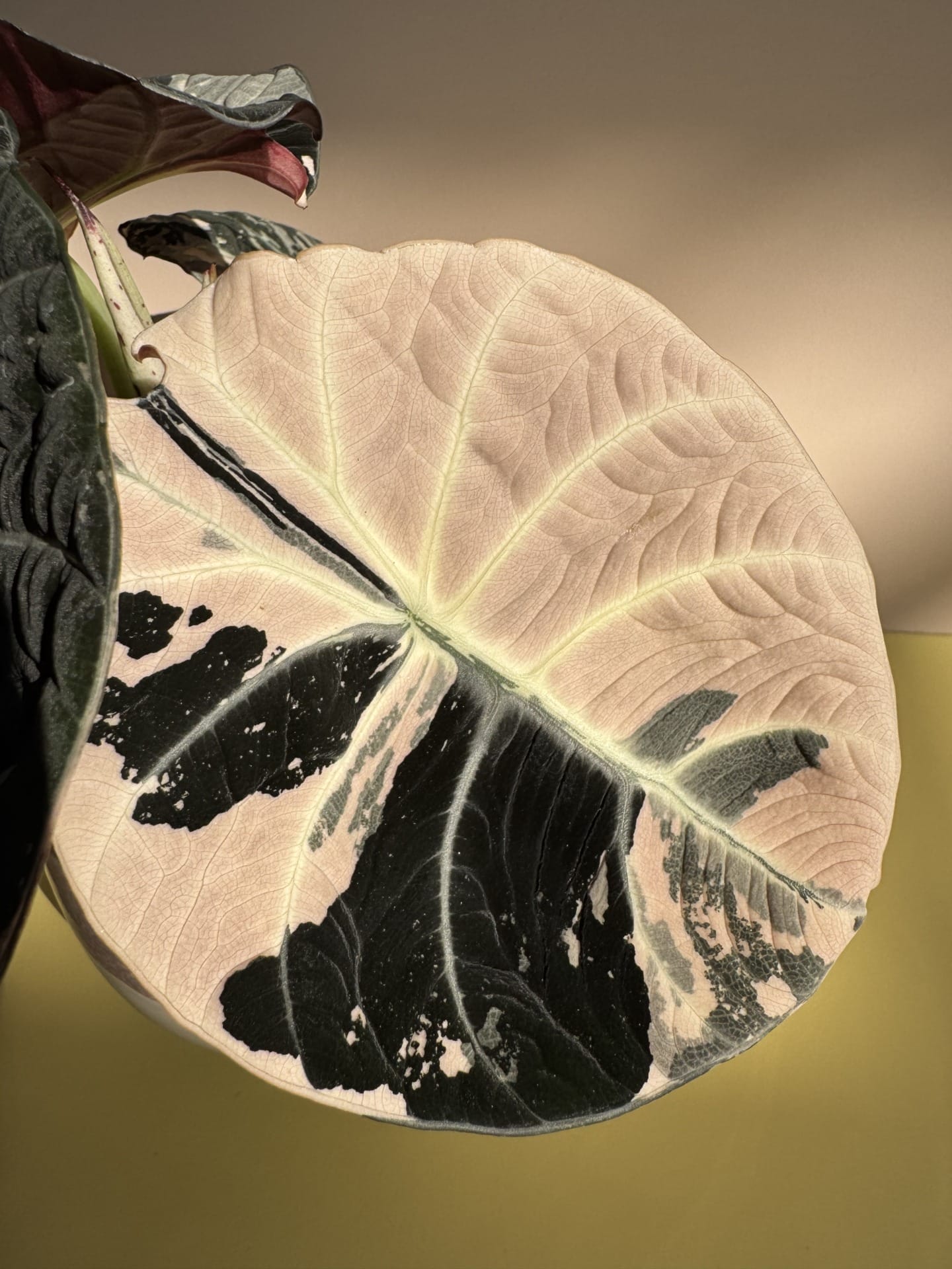 Alocasia Black Velvet Albo Pink Variegata