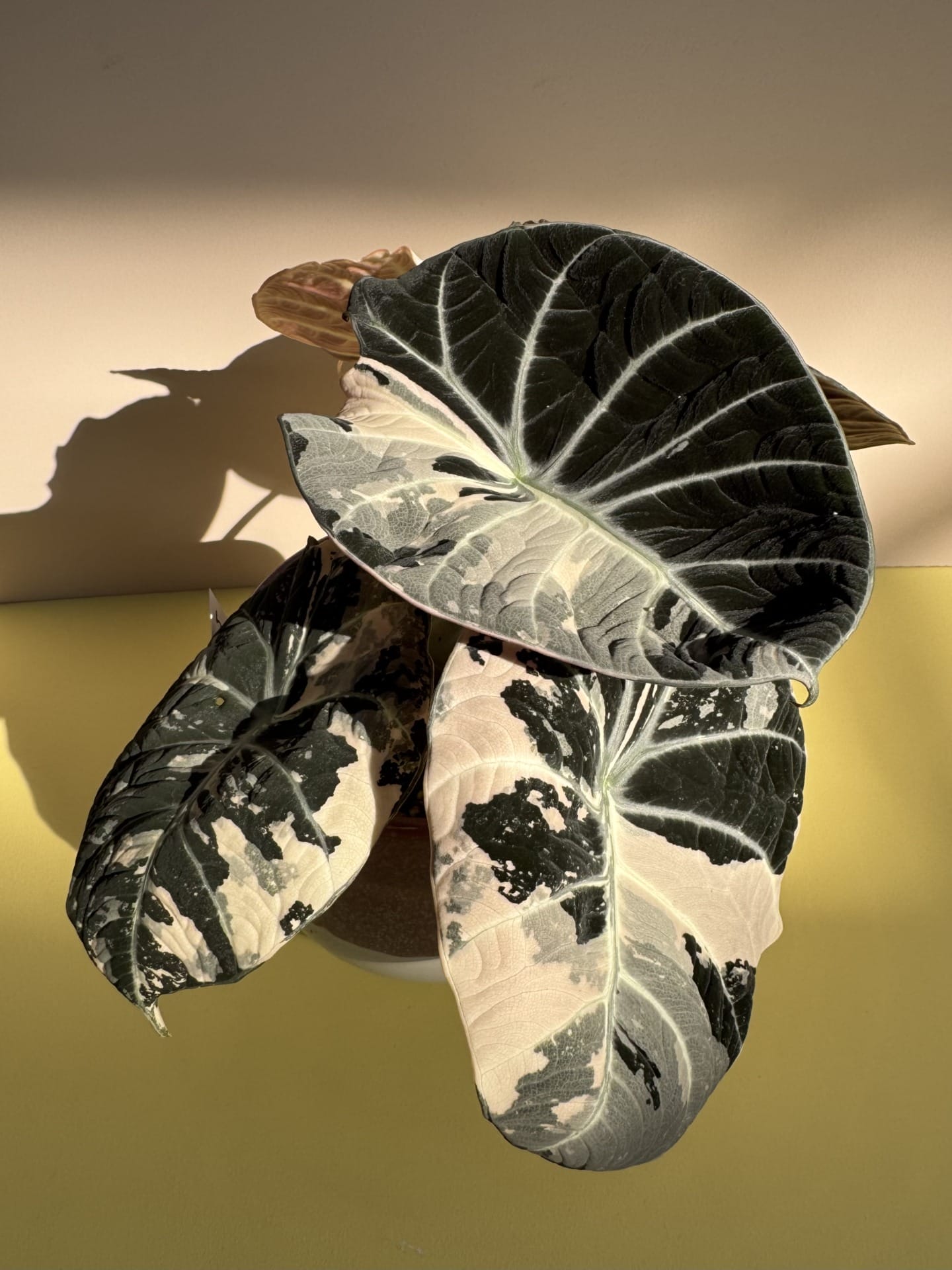 Alocasia Black Velvet Albo Pink Variegata