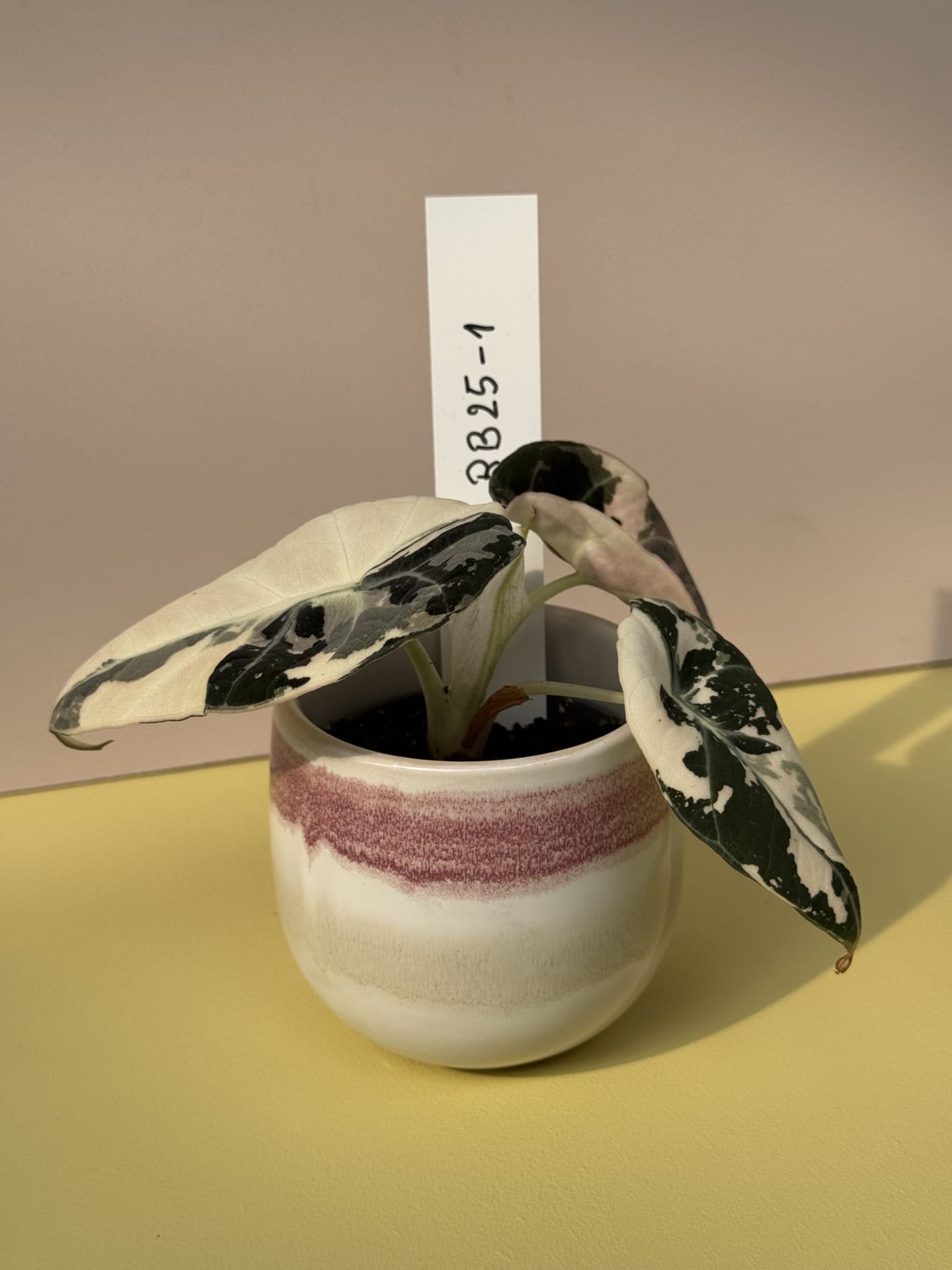 Alocasia Sort fløjl Albo Pink Variegata