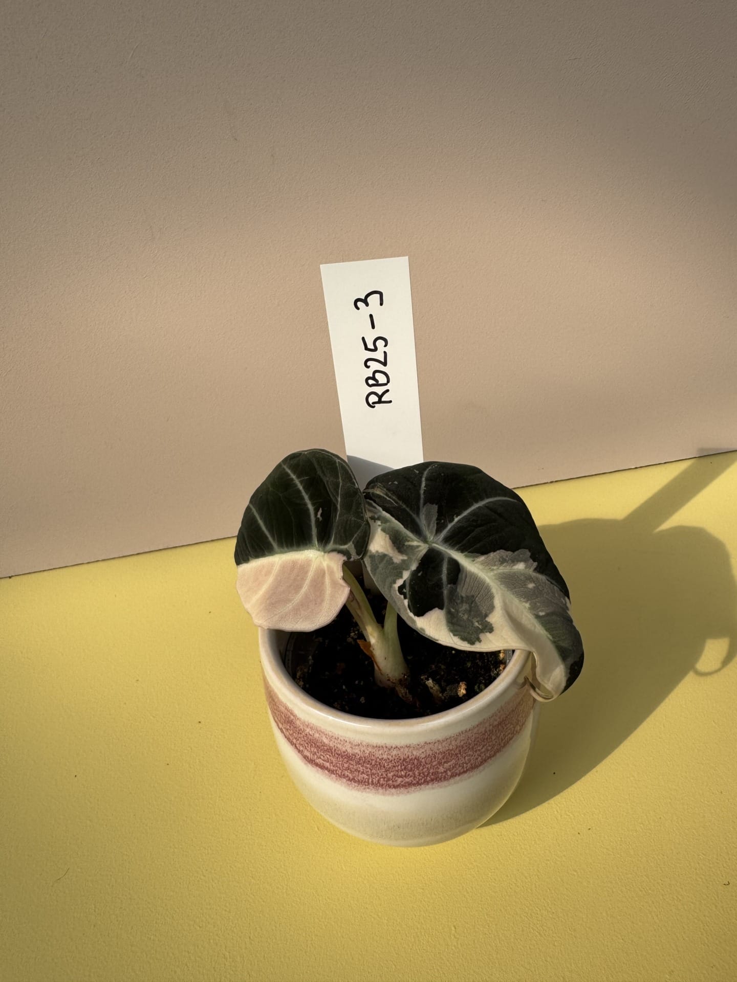 Alocasia Black Velvet Albo Pink Variegata – Ø 6 cm - House of