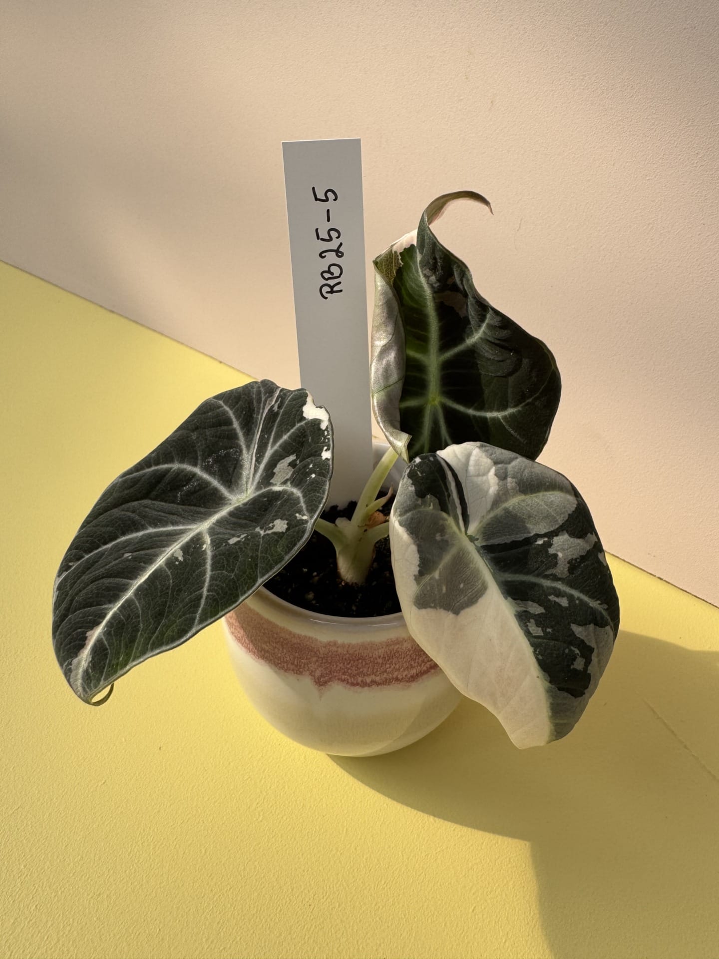 Alocasia Black Velvet Albo Pink Variegata – Ø 6 cm - House of