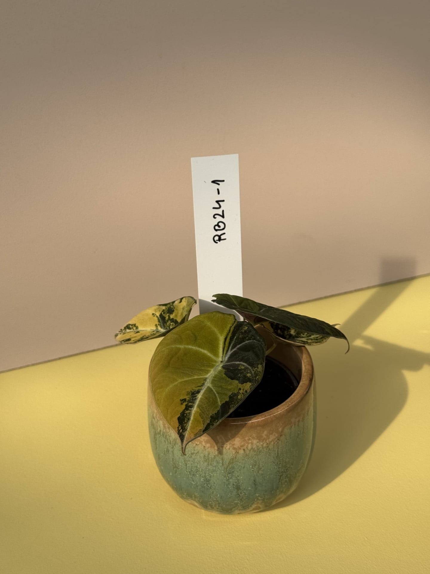 Alocasia sort fløjl Aurea Variegata