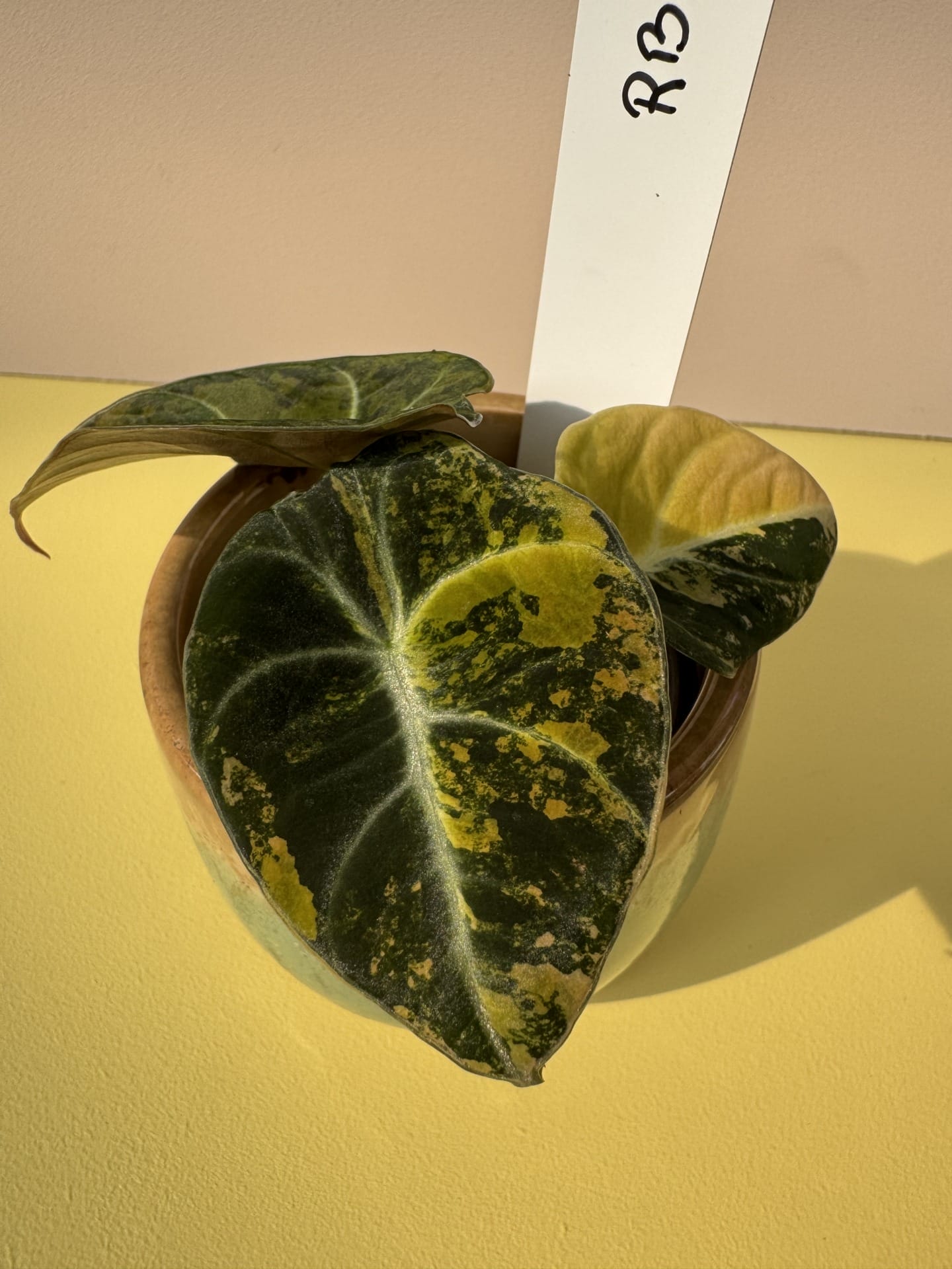 Alocasia sort fløjl Aurea Variegata