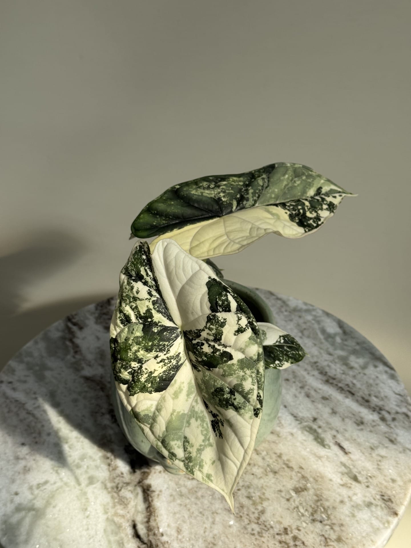 Alocasia 'Dragon Scale' Albo Variegata – Ø12 cm - House of Botanique