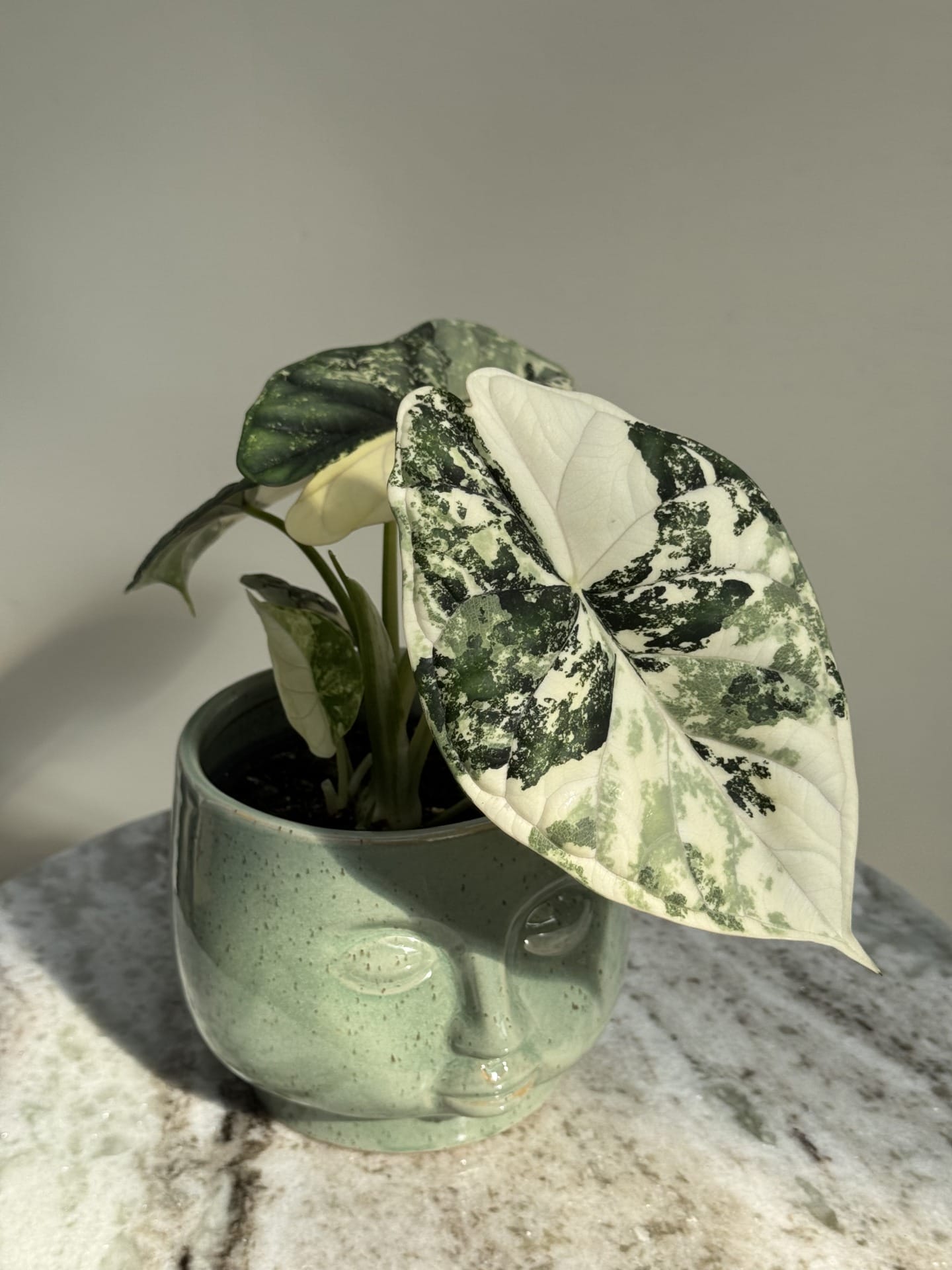 Alocasia drageskæl Albo Variegata