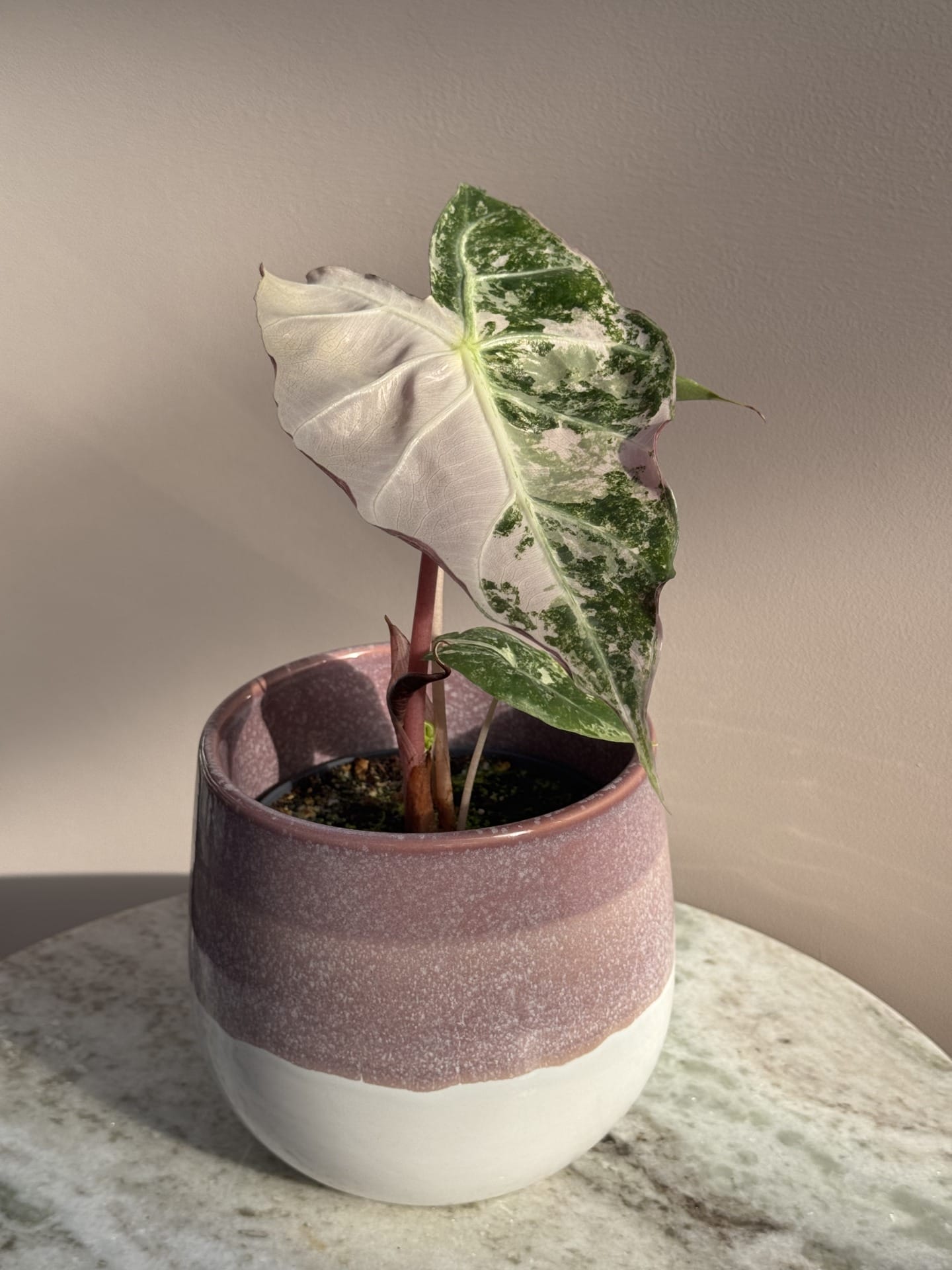 Alocasia Pink Dragon 'Nairobi Nights' Pink Variegata