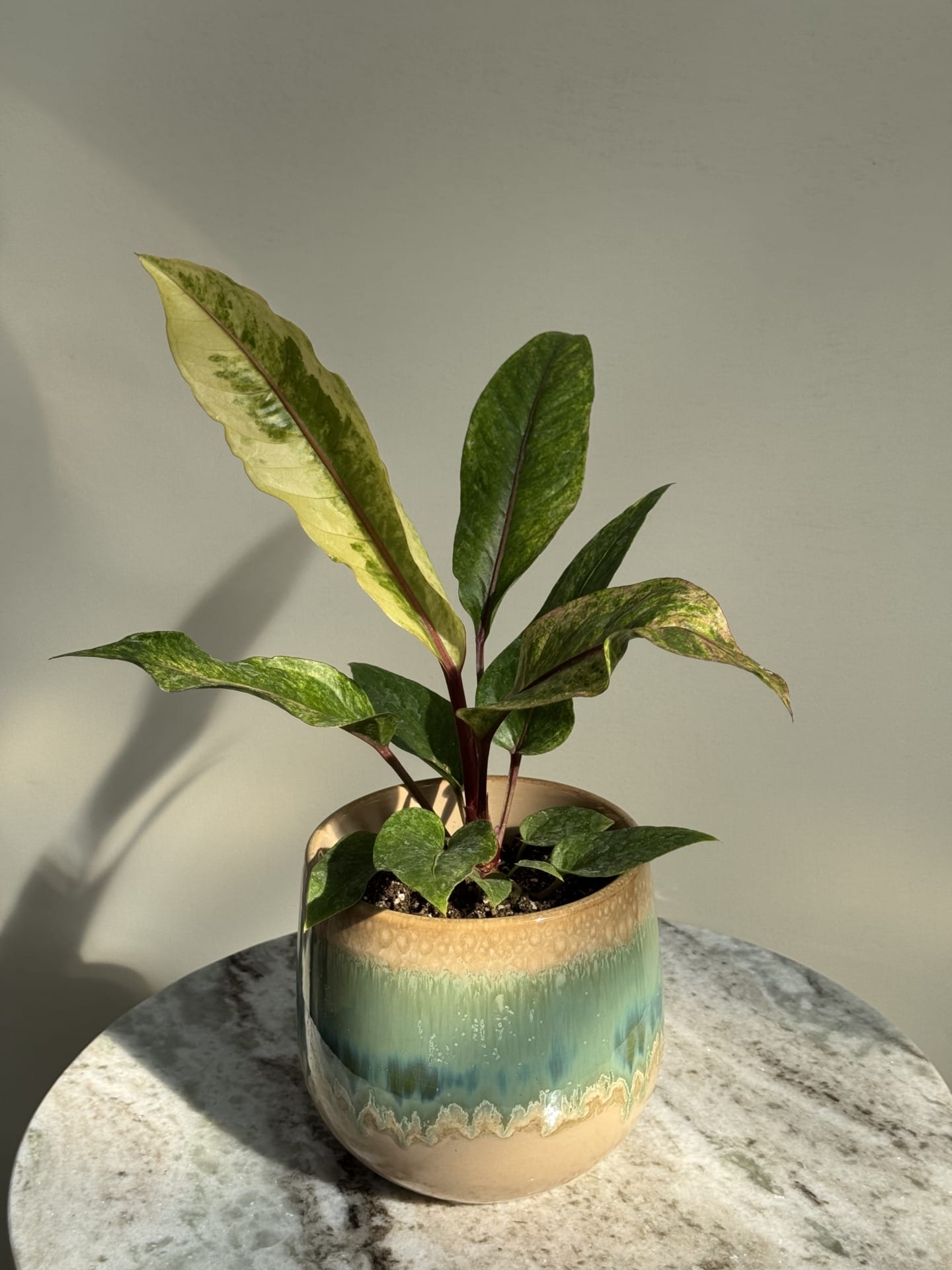 Anthurium Renaissance Variegata