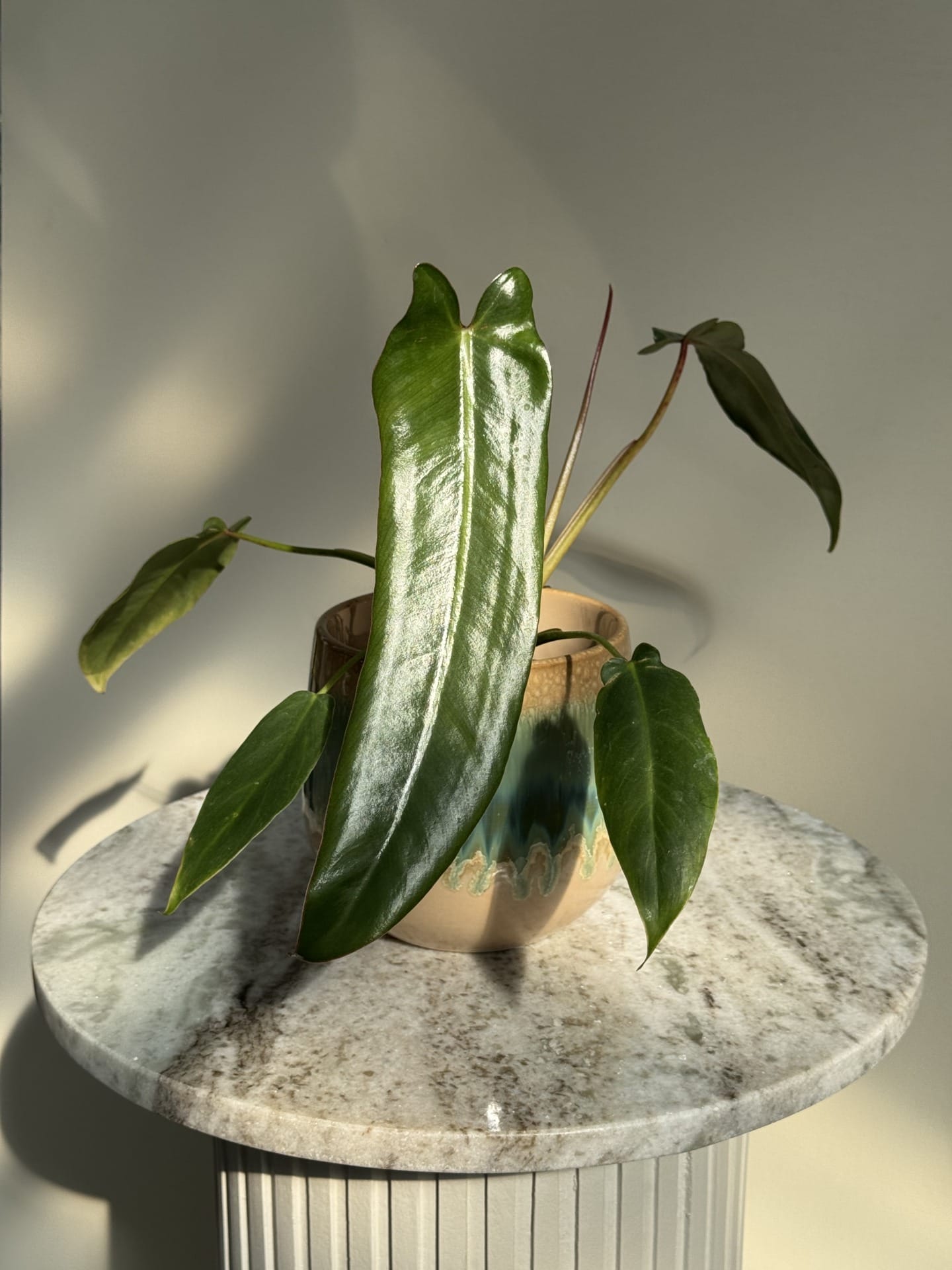 Philodendron Spiritus-Sancti 12 cm