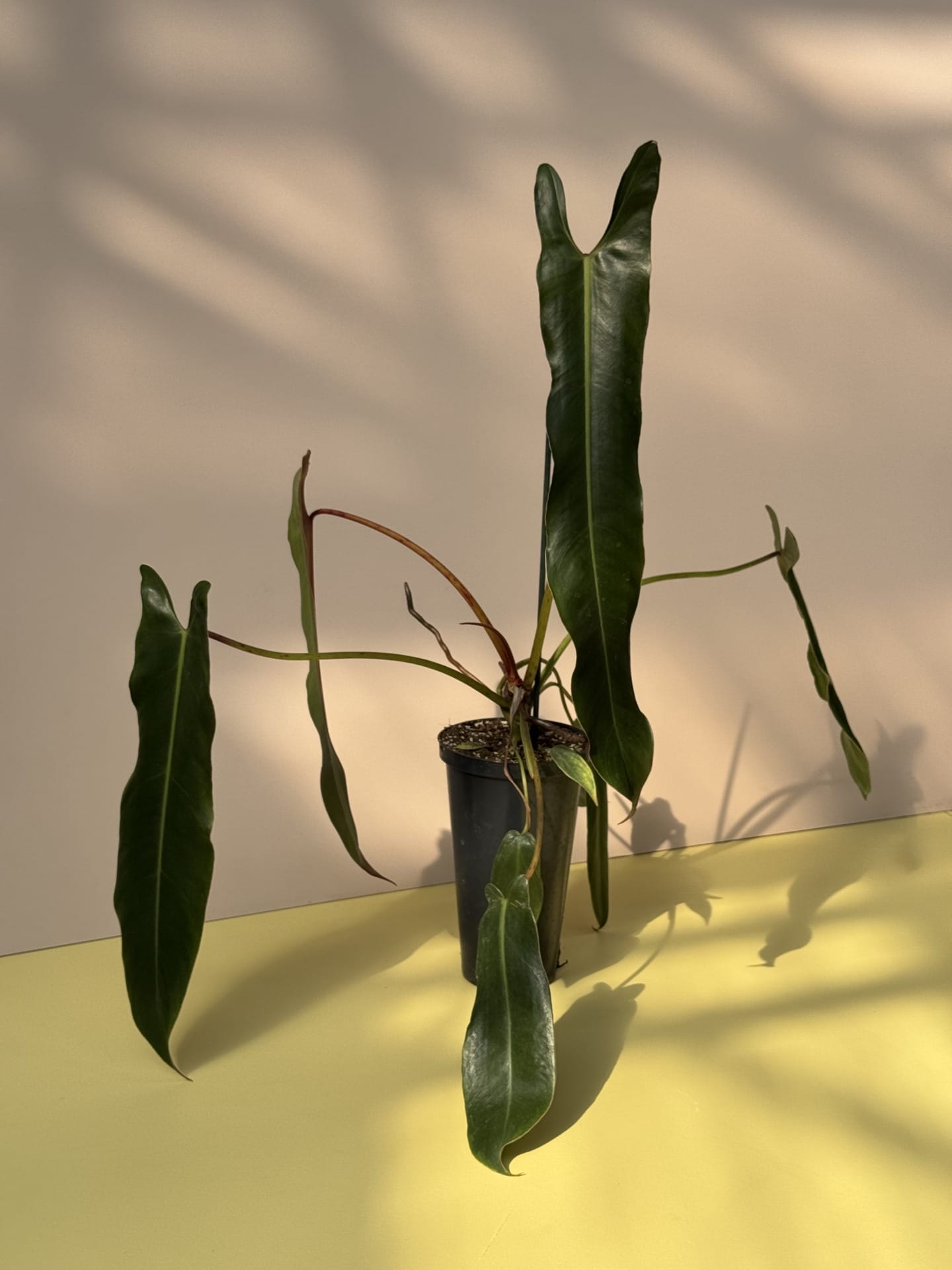Philodendron Spiritus-Sancti – XL (pickup only) - House of Botanique