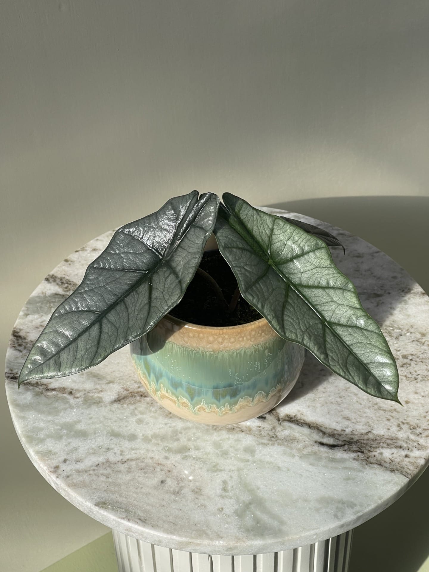Den originale Alocasia Heterophylla Dragon's Breath