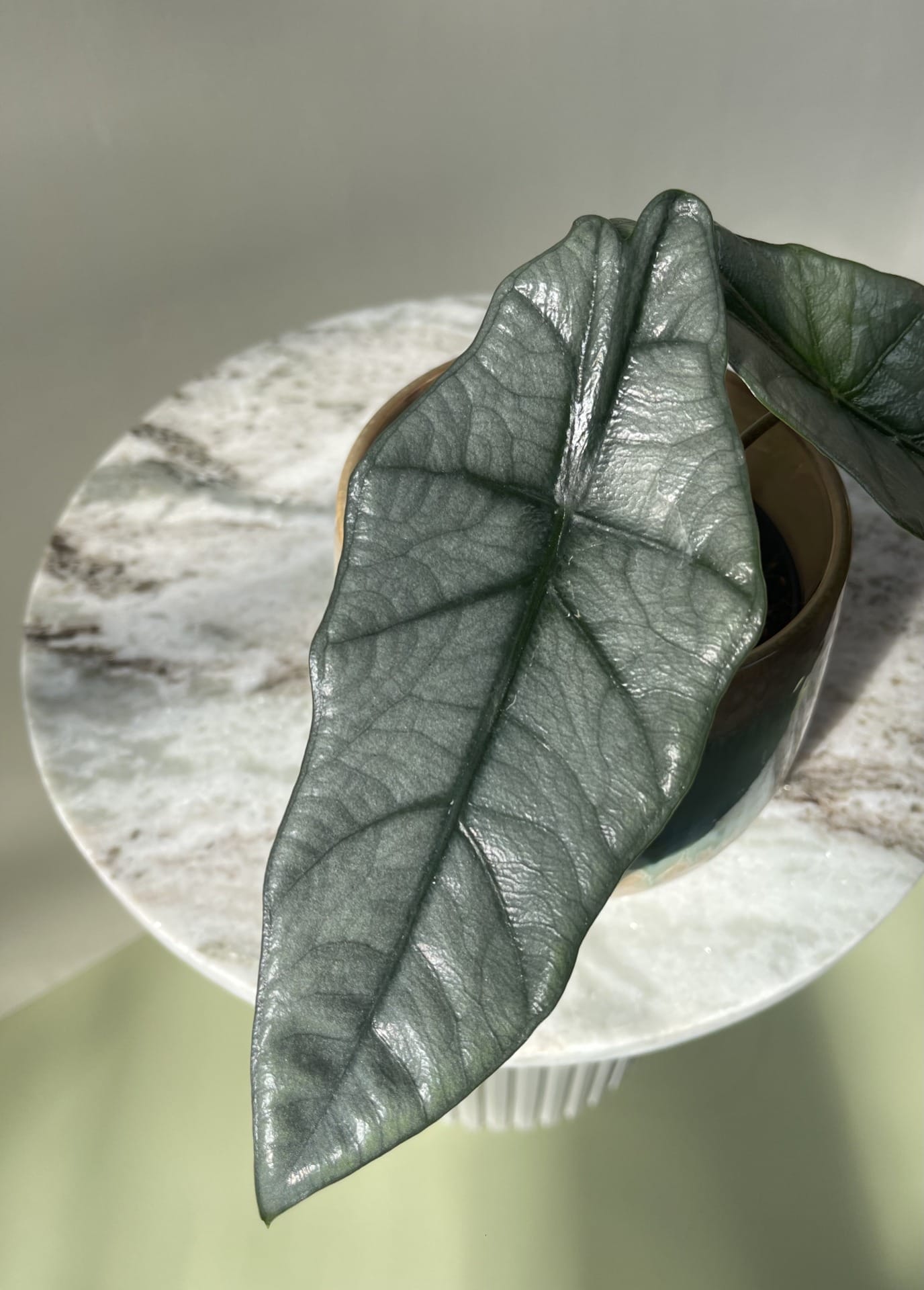 Den originale Alocasia Heterophylla Dragon's Breath