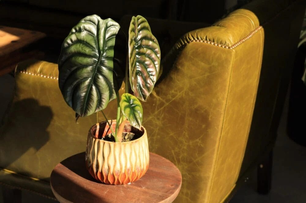 alocasia cuprea red secret house of botanique