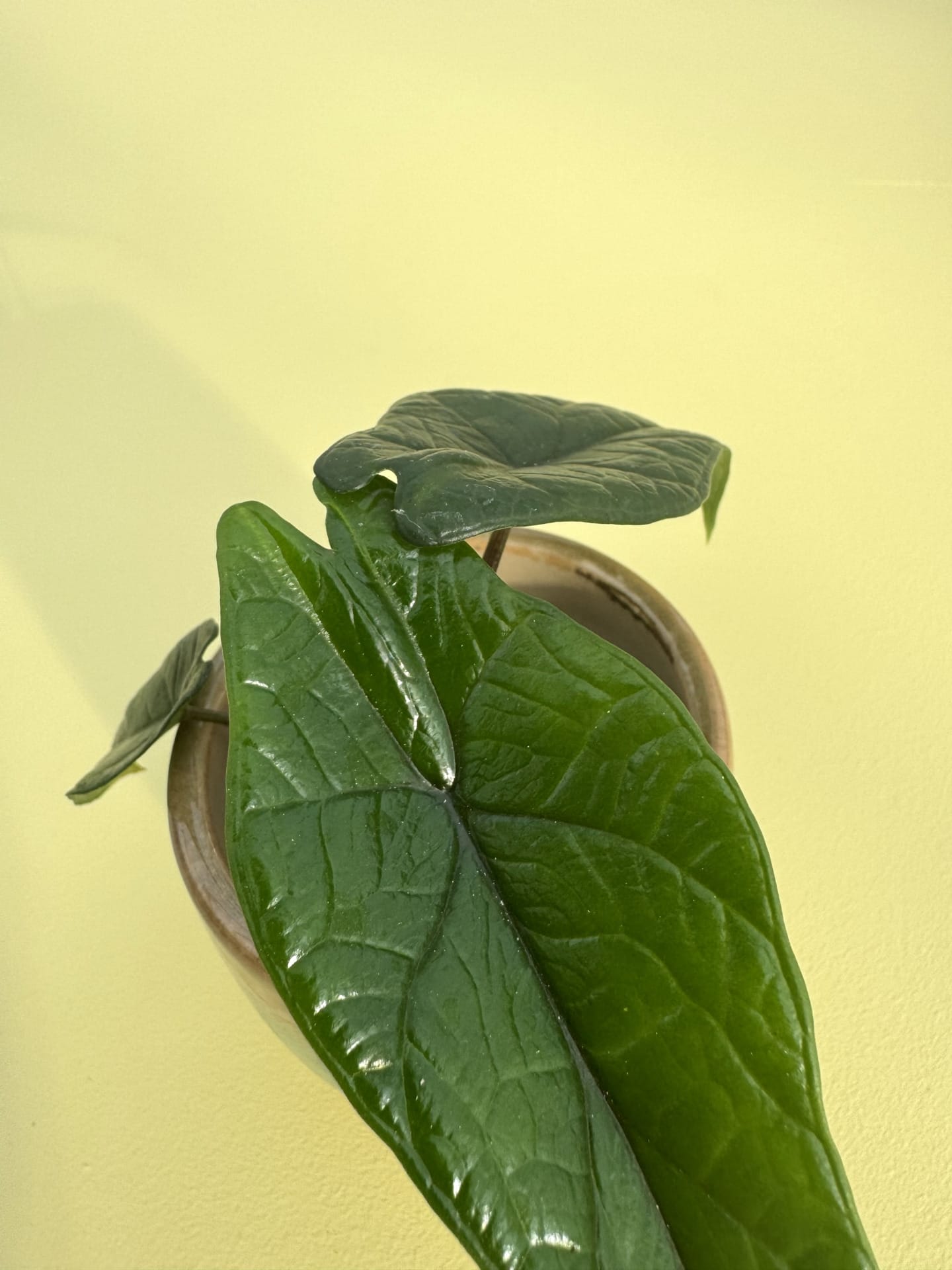 alocasia scalprum det botaniske hus