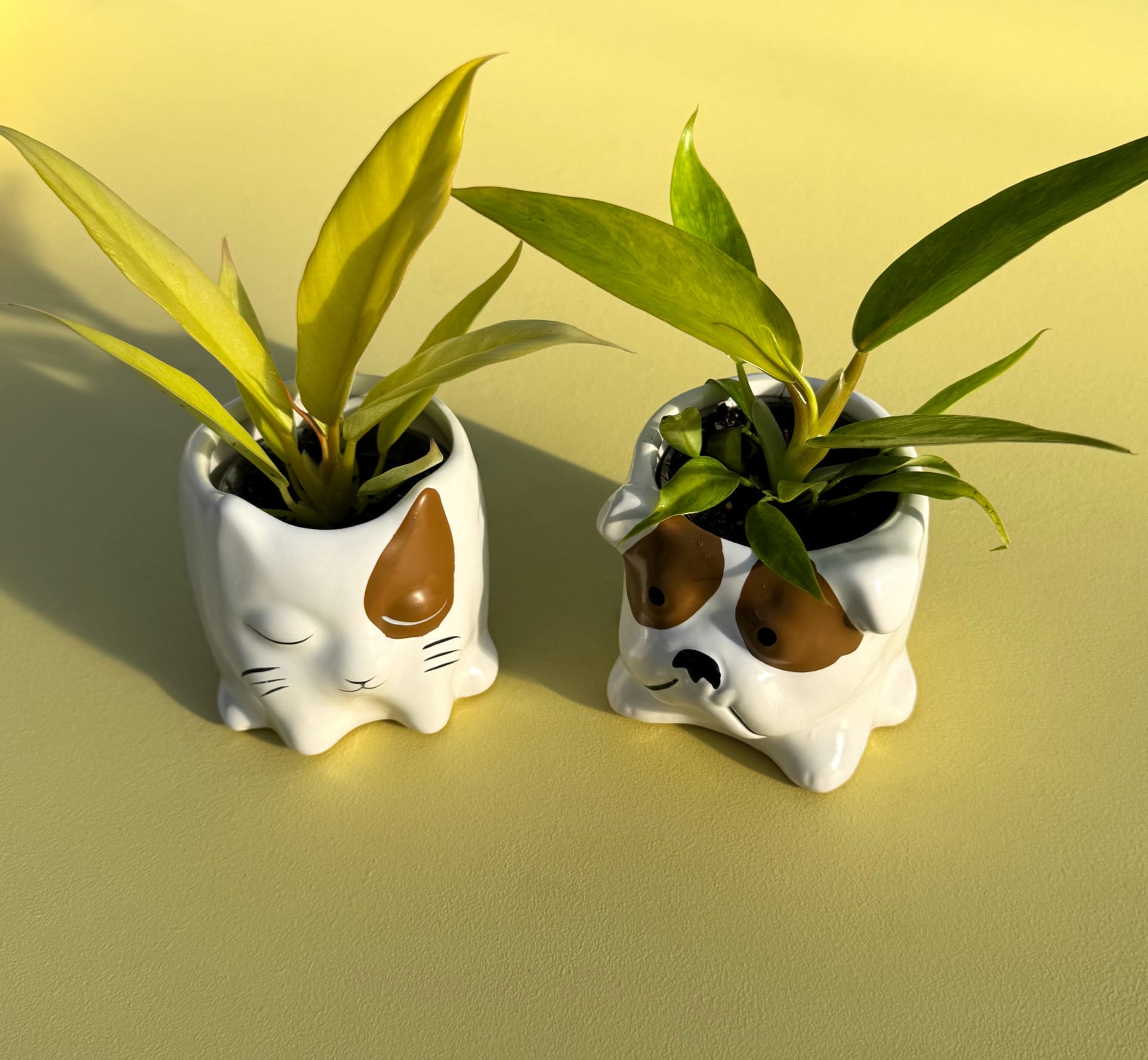 ceramic plant pots with plants