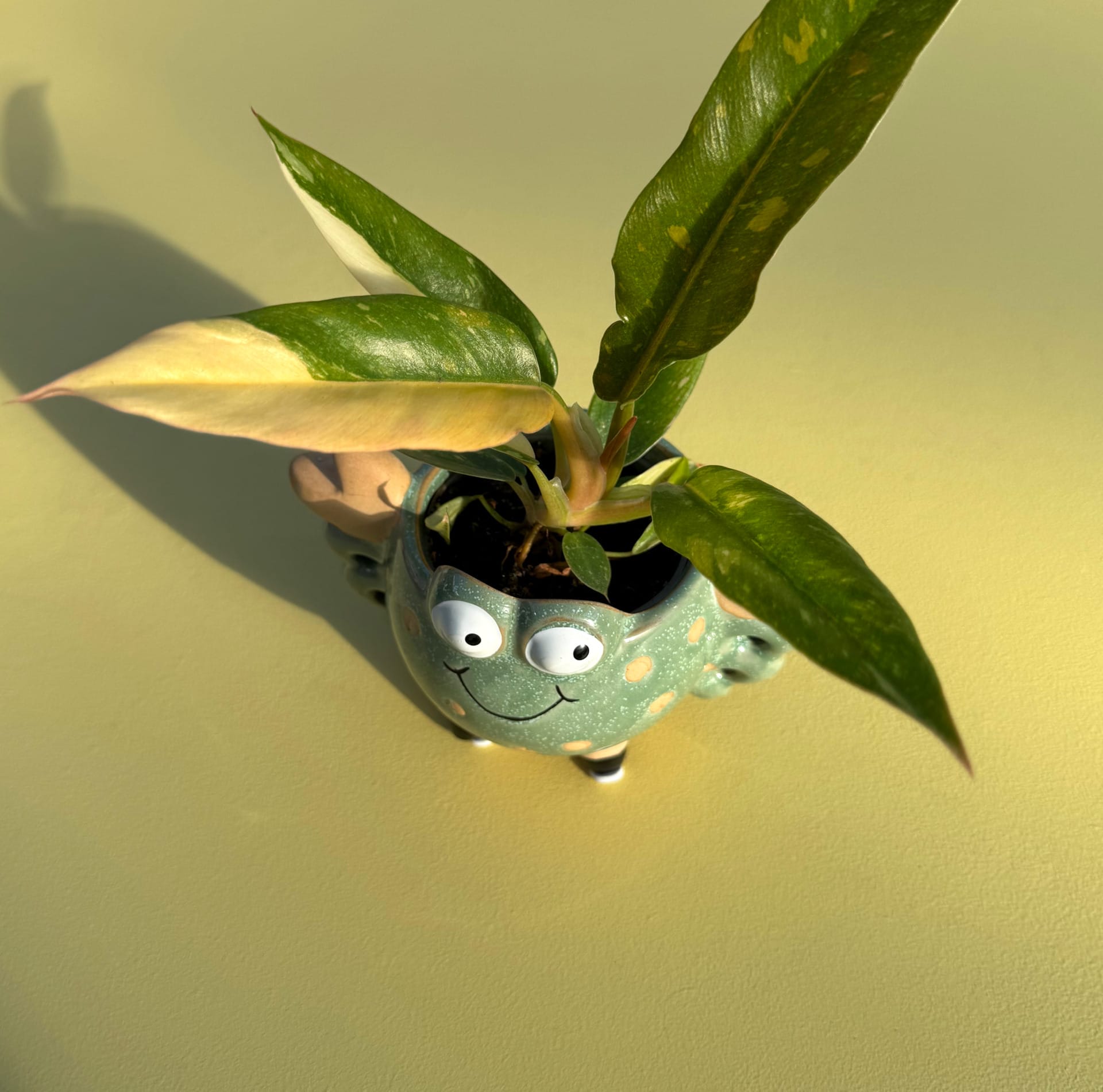 ceramic plant pot with plant