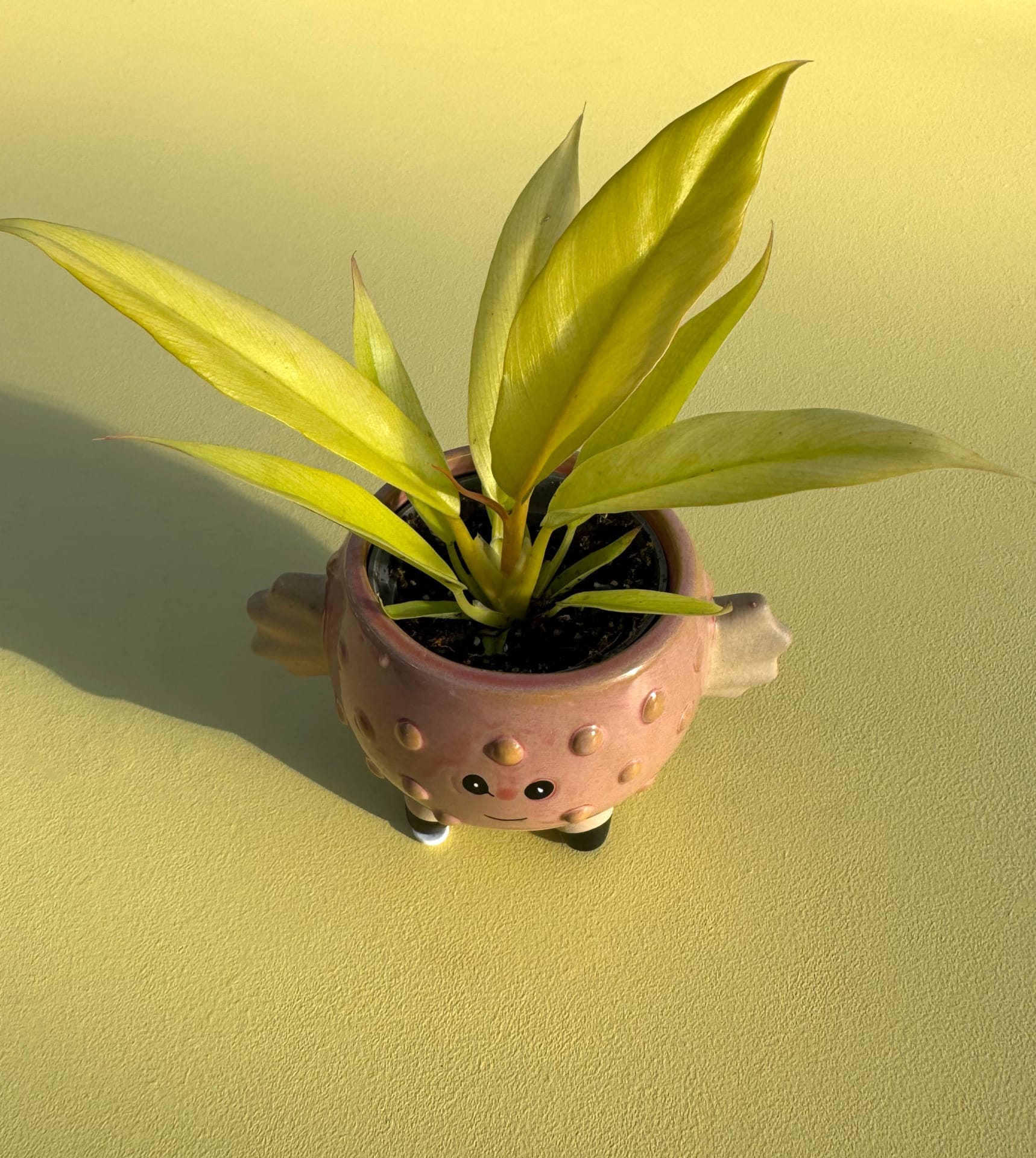 Keramisk urtepotte med plante