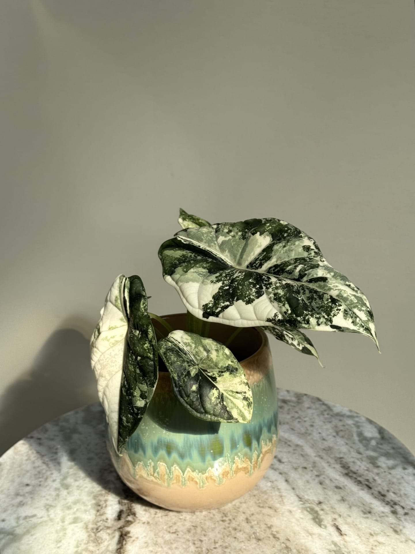 Alocasia Dragon Scale Albo Variegata 2