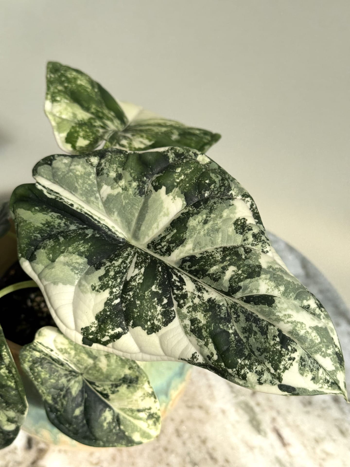 Alocasia Dragon Scale Albo Variegata 2