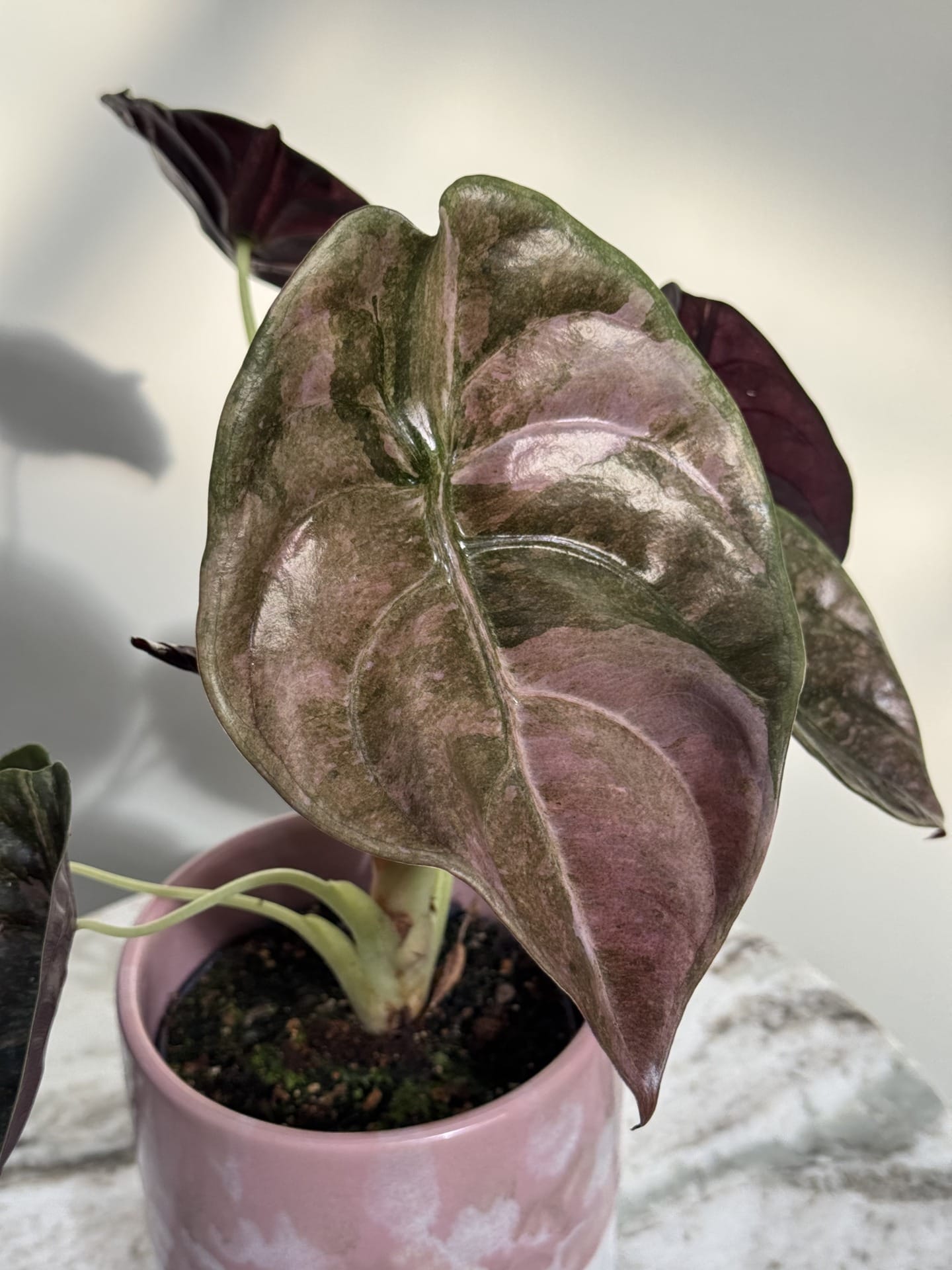 Alocasia Cuprea 'Red Secret' Pink Variegata – Ø 12 cm - House of