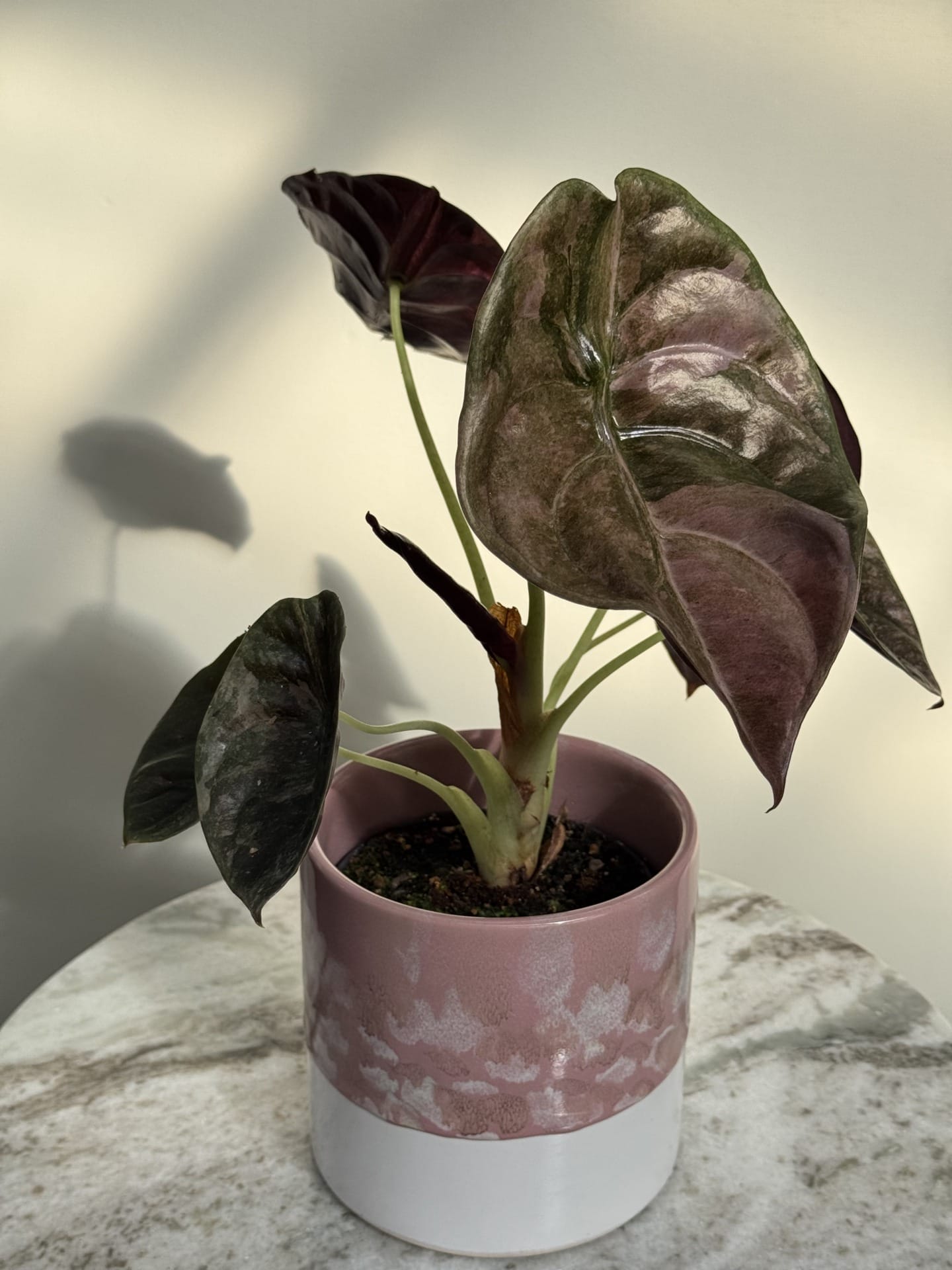 Alocasia Cuprea 'Red Secret' Pink Variegata – Ø 12 cm - House of