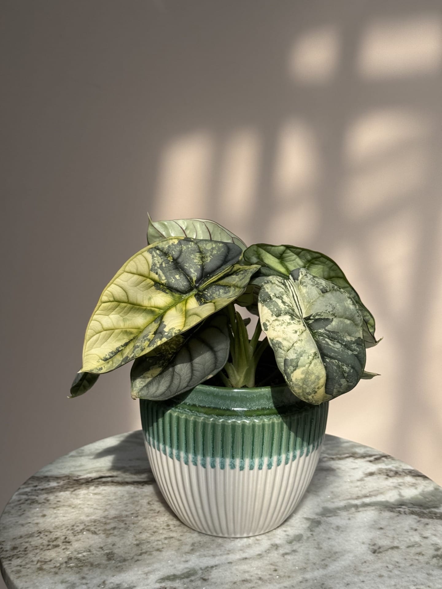 Alocasia 'Silver Dragon' Aurea Variegata – Ø 12 cm - House of
