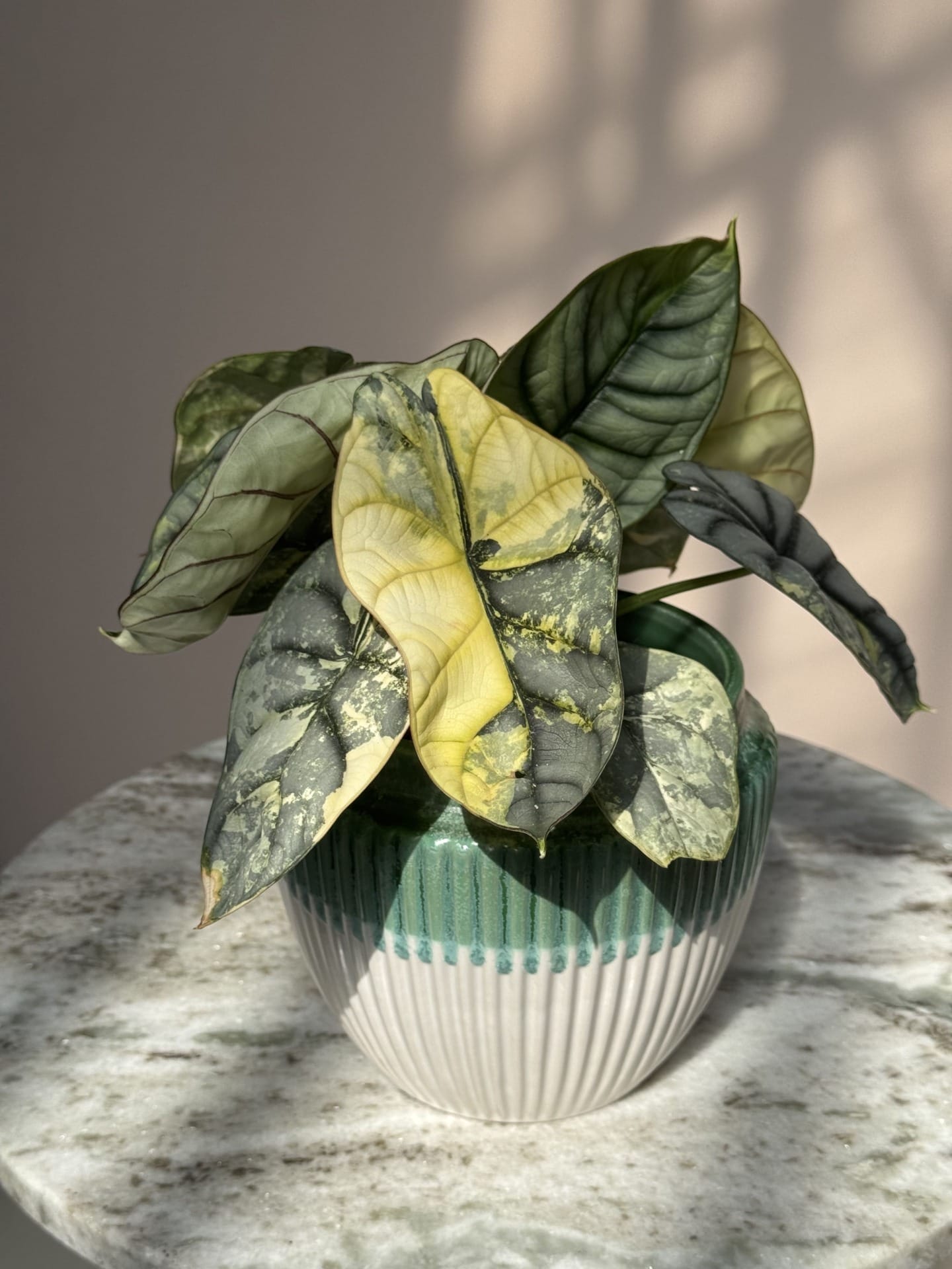 Alocasia 'Silver Dragon' Aurea Variegata – Ø 12 cm - House of