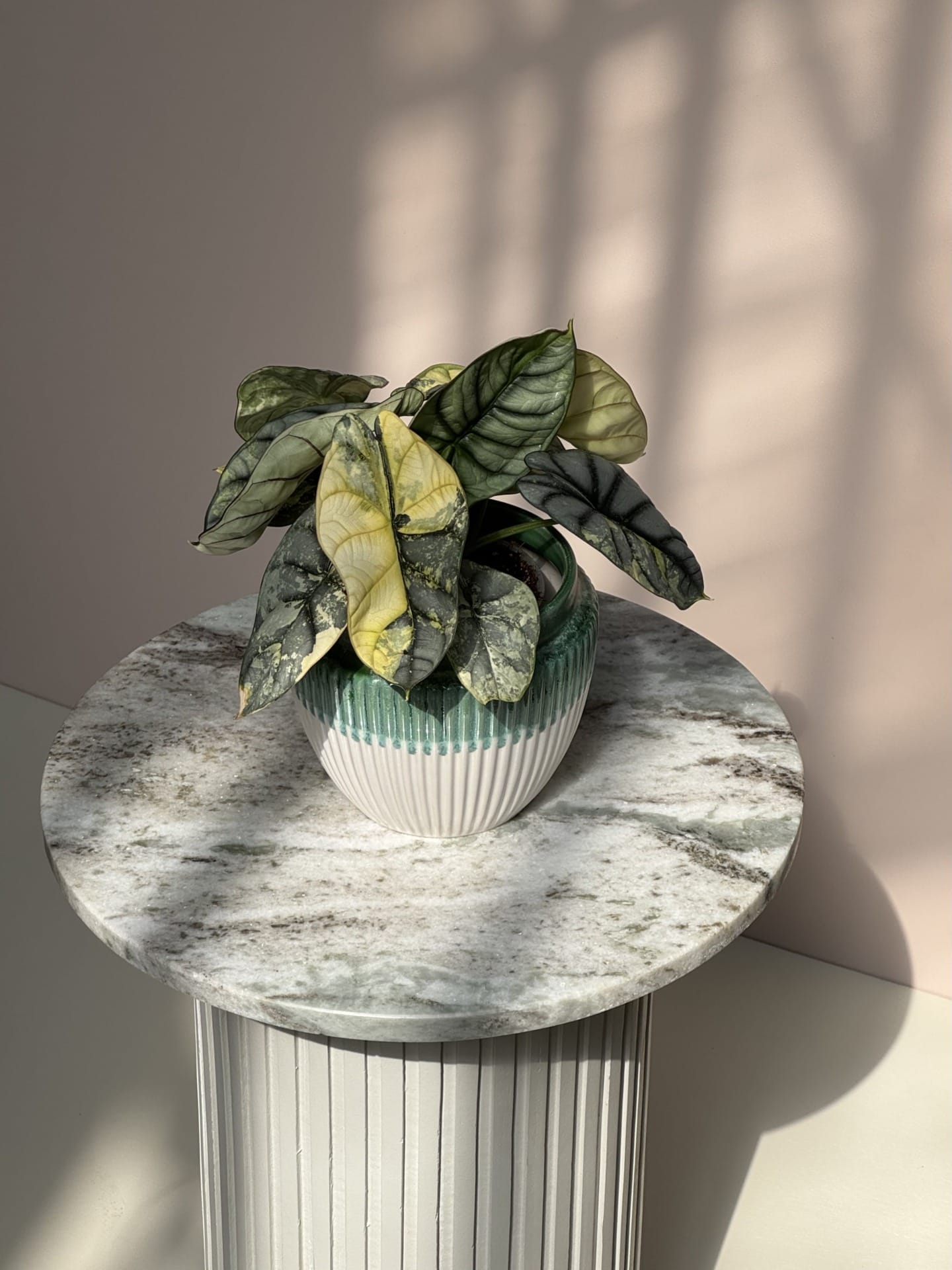 Alocasia 'Silver Dragon' Aurea Variegata – Ø 12 cm - House of