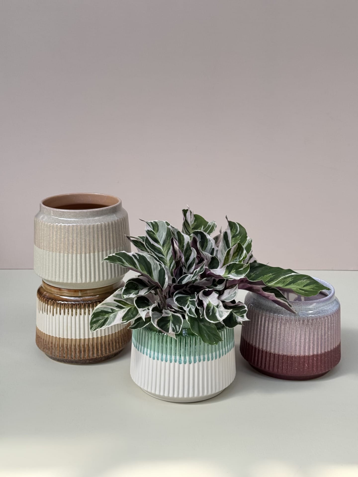 ceramic plant pot