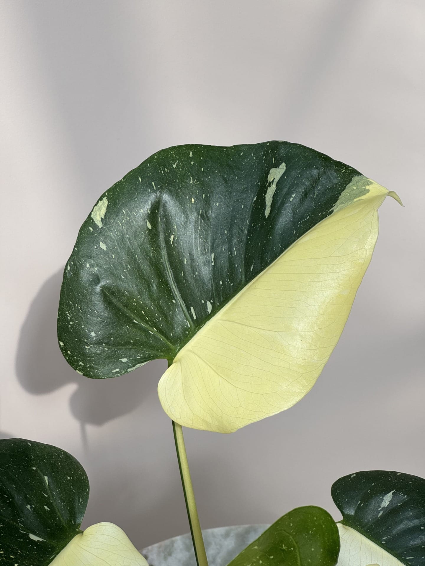 Monstera Thai Constellation Half Moon