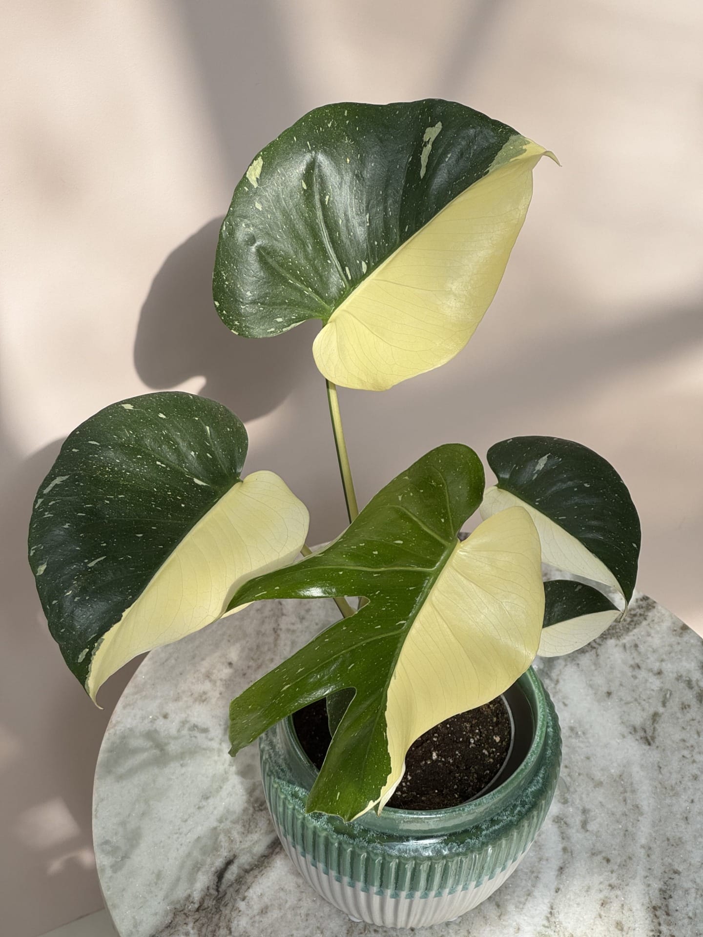 Monstera Thai Constellation Half Moon