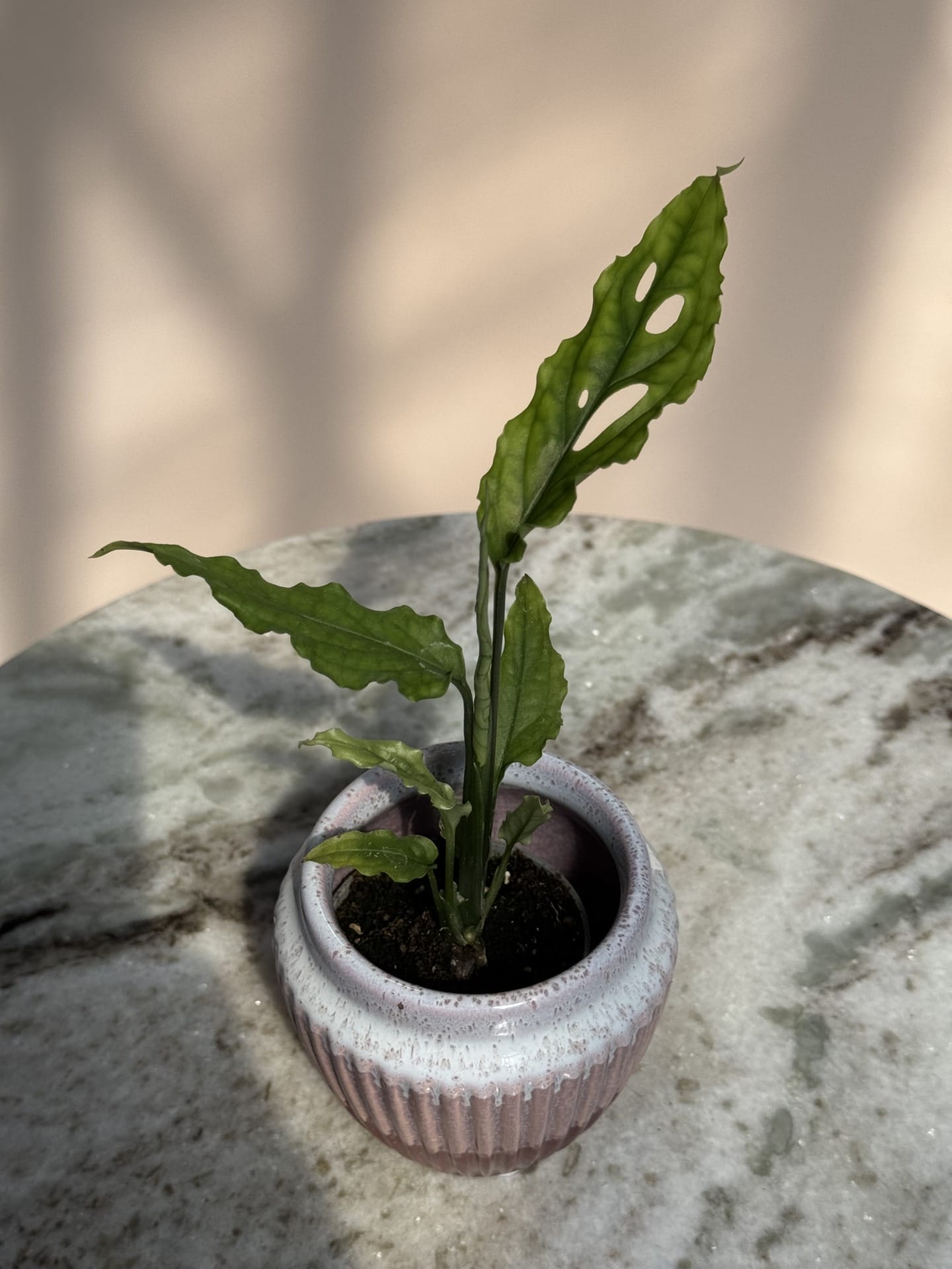 Monstera Obliqua Peru