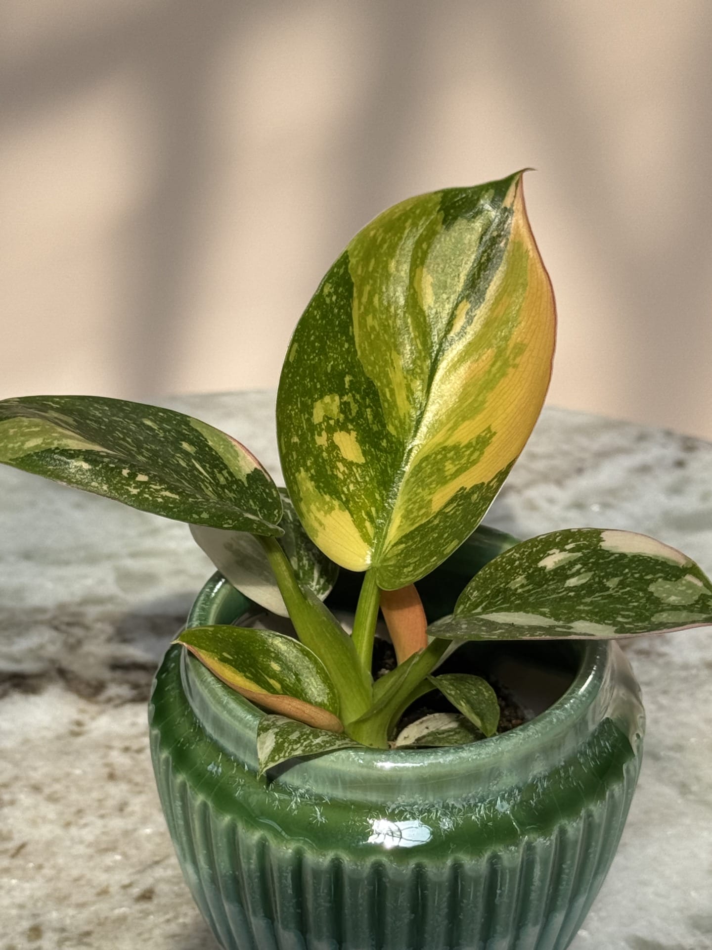 Philodendron Green Kongo Variegata