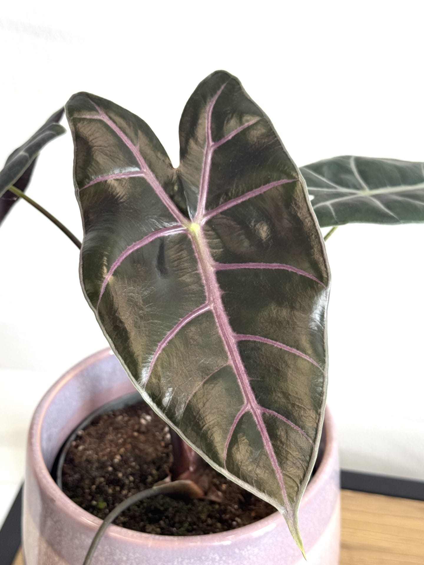 Alocasia Longiloba Purple Vein – Ø 12 cm - House of Botanique