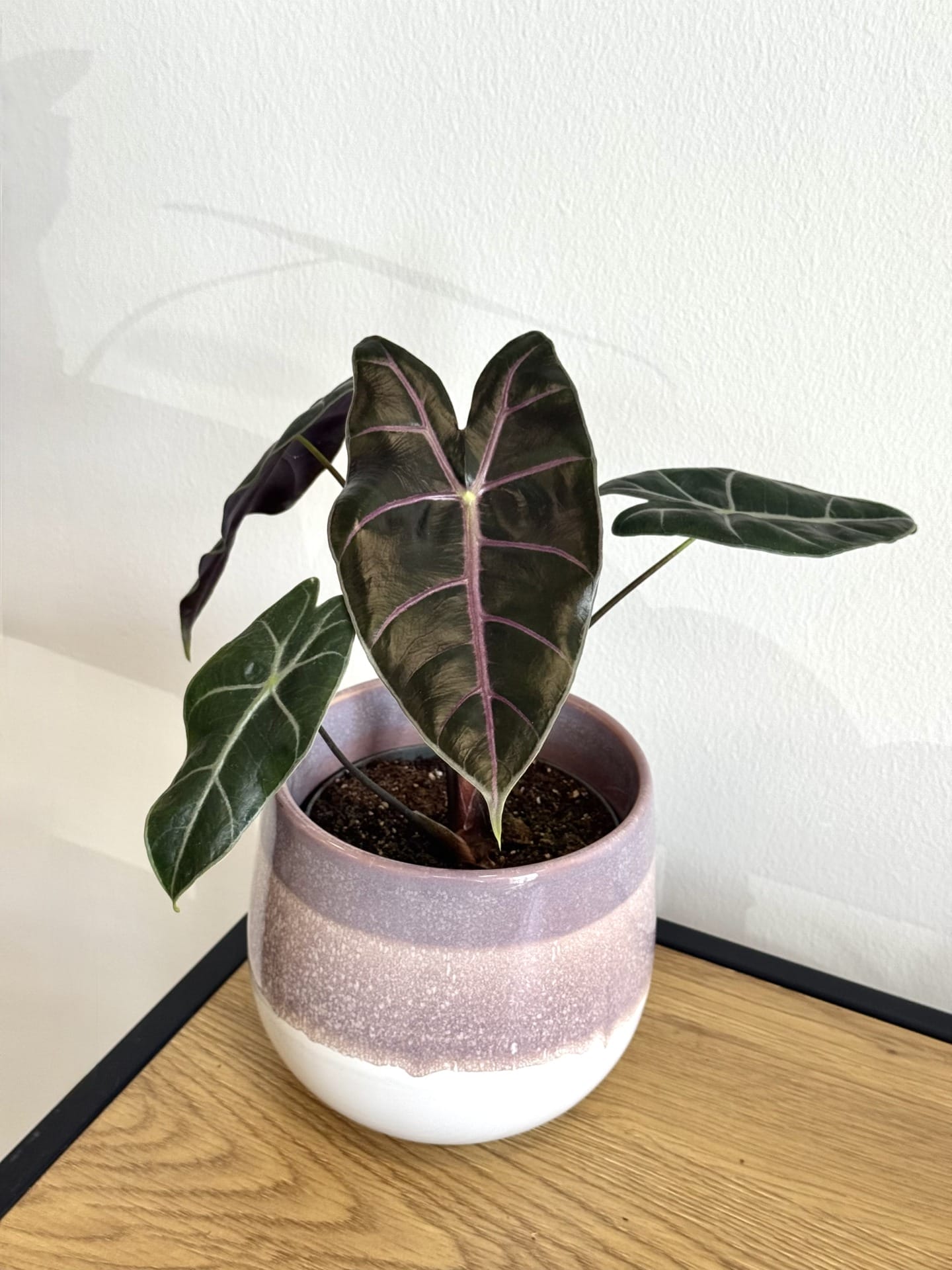 『SALE』Alocasia Longloba var(TC) 【7-5】 Alocasia longiloba sp. 