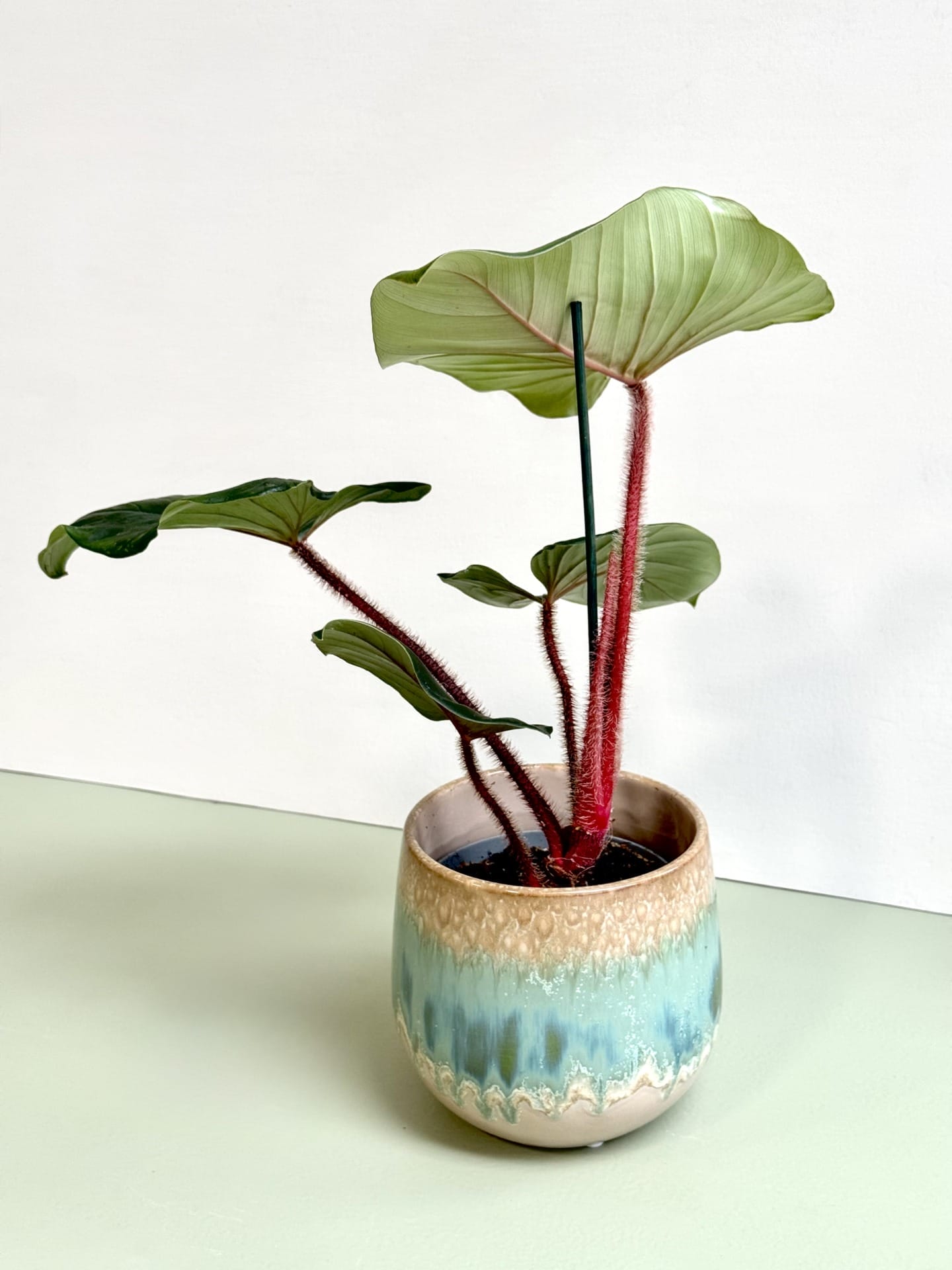 Philodendron Squamiferum x Serpens