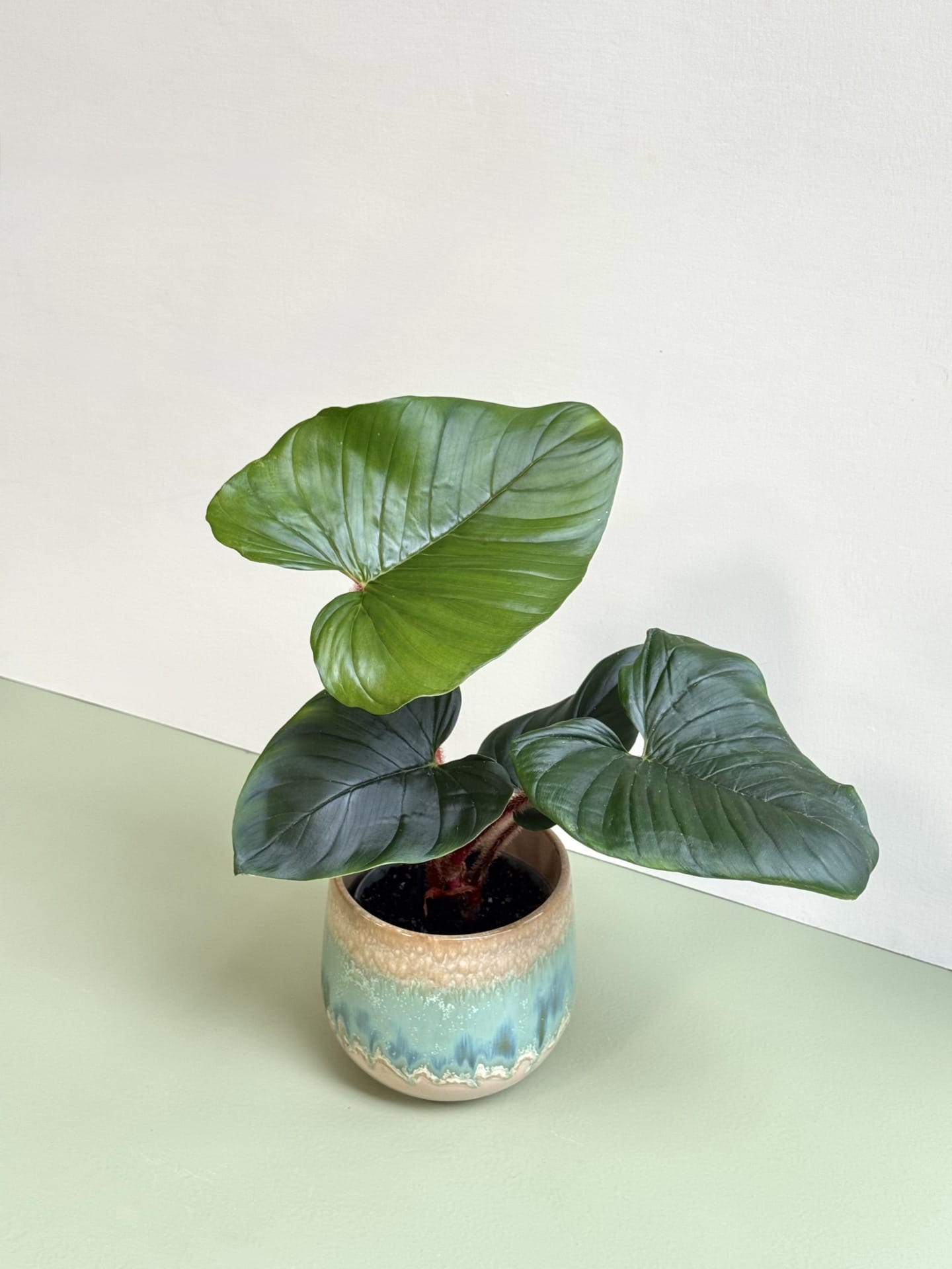 Philodendron Squamiferum x Serpens